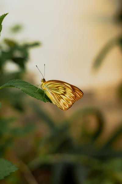 A yellow butterfly rests on a green leaf.