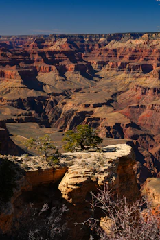 Grand canyon with a lone tree on cliff edge.