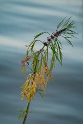A tall green plant with purple flowers and yellow leaves.