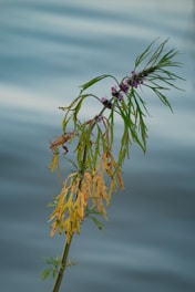 A tall green plant with purple flowers and yellow leaves.
