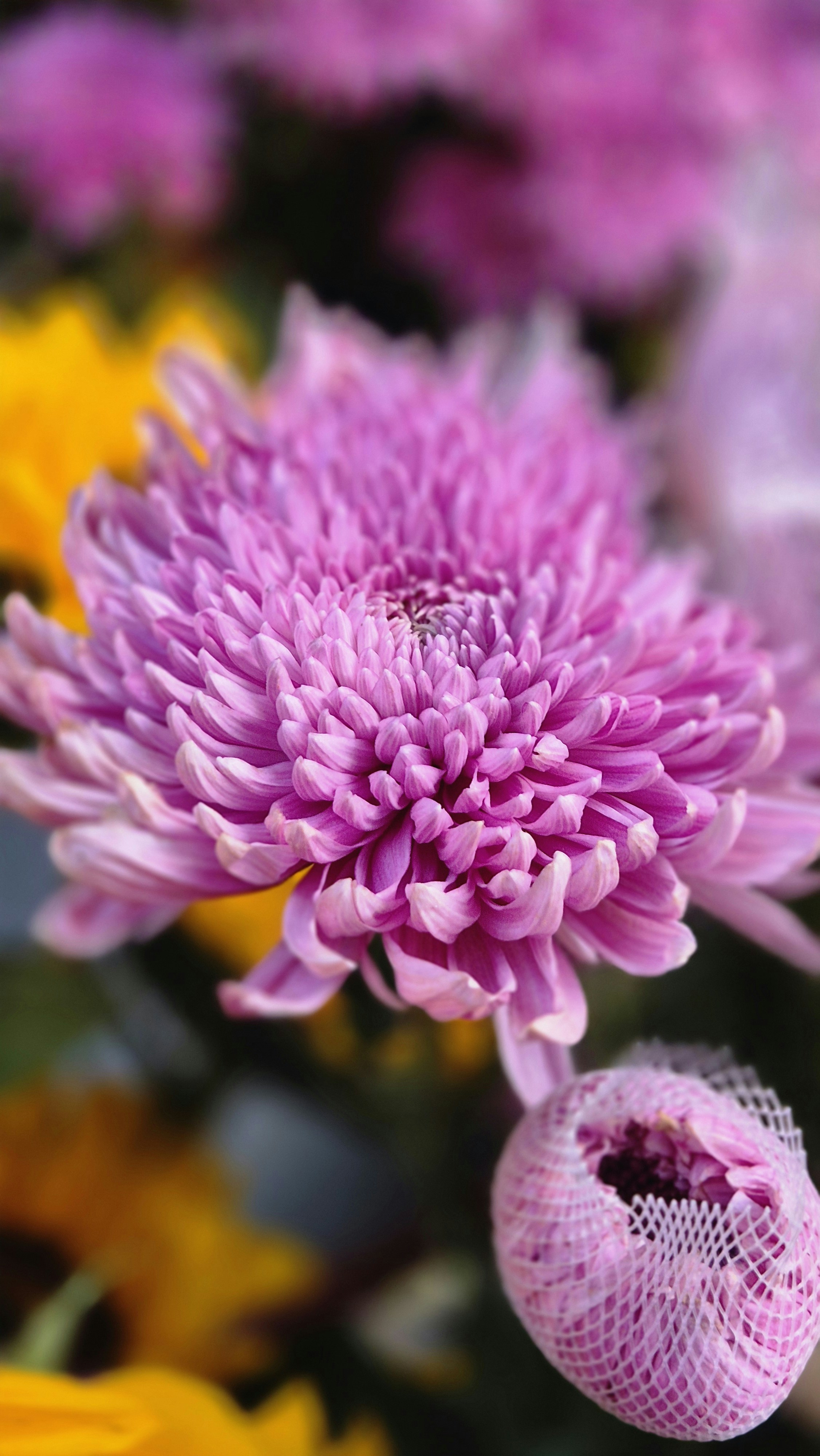 Close-up of a vibrant purple chrysanthemum flower.
