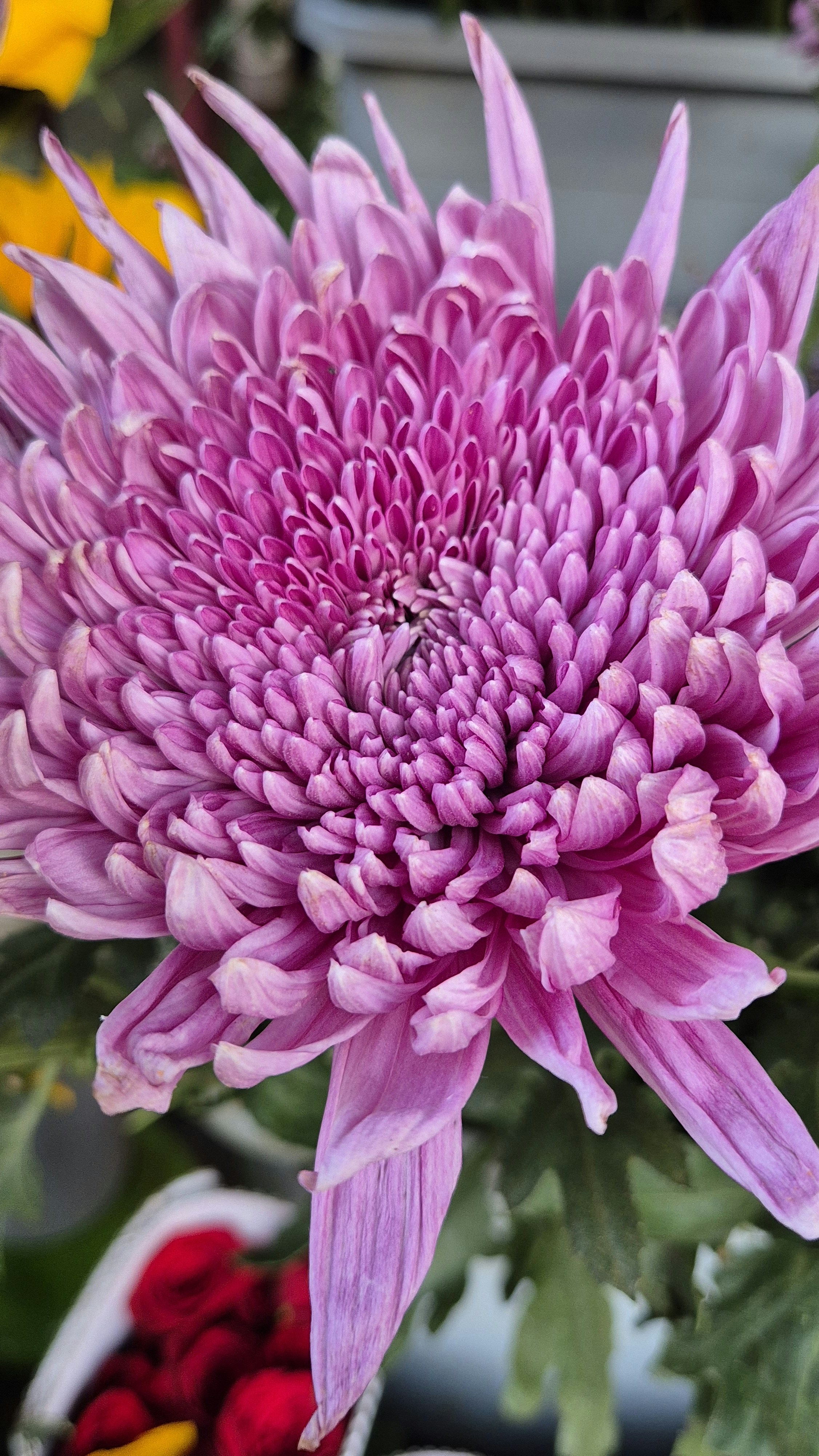 A close-up of a vibrant purple chrysanthemum flower.