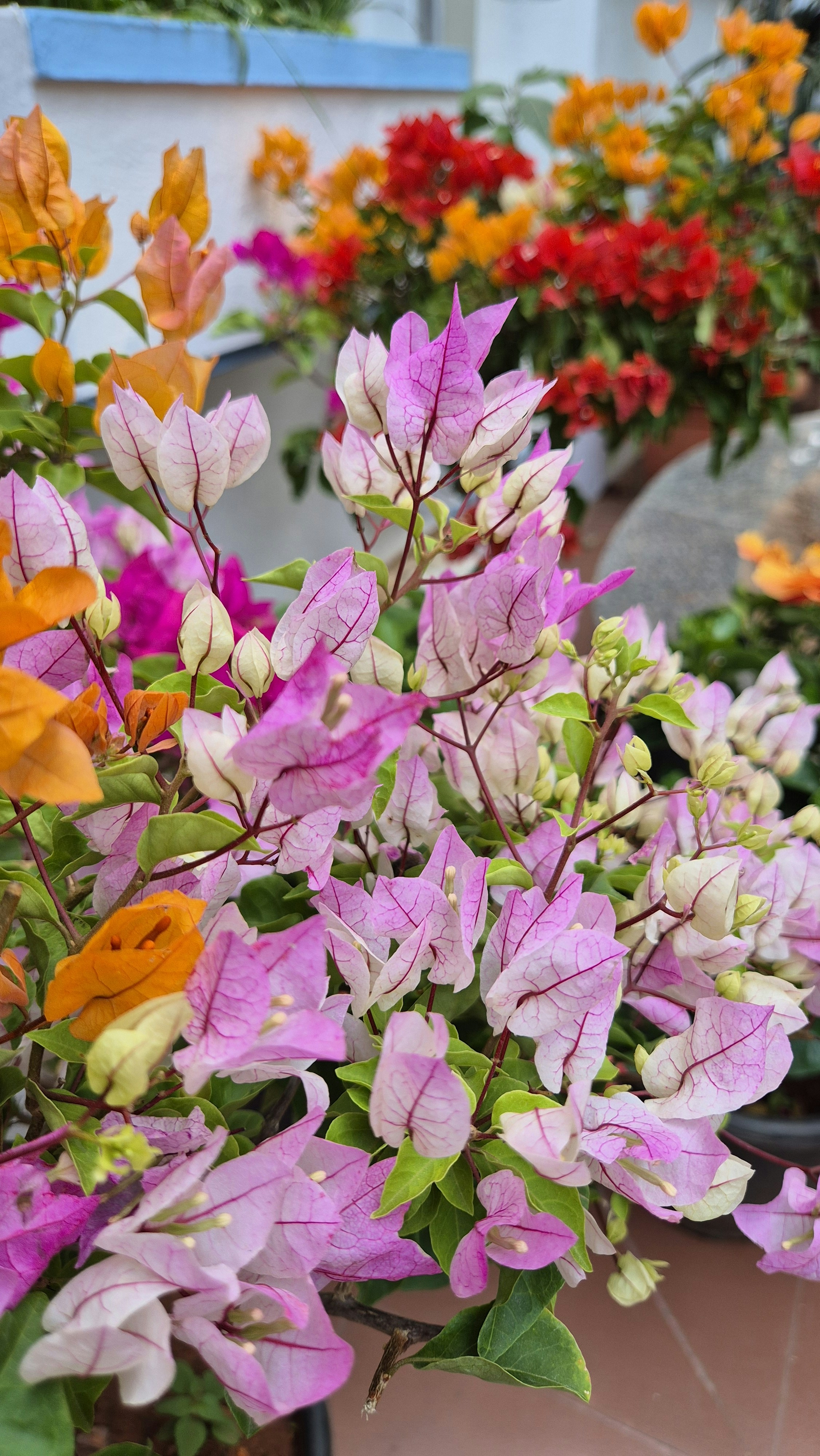 Colorful bougainvillea flowers in bloom with pink and orange blooms.