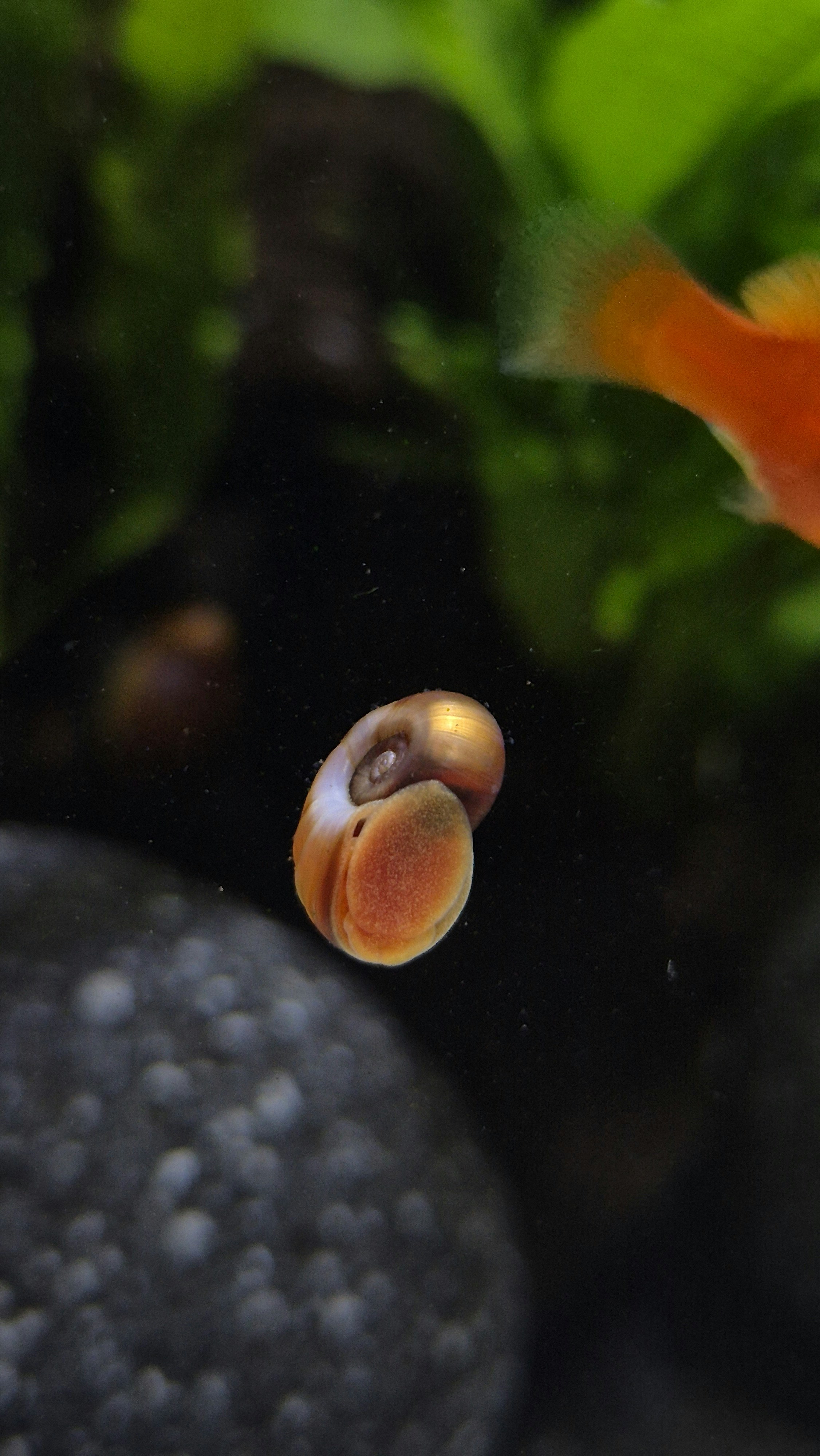 A small snail clings to a glass aquarium wall.