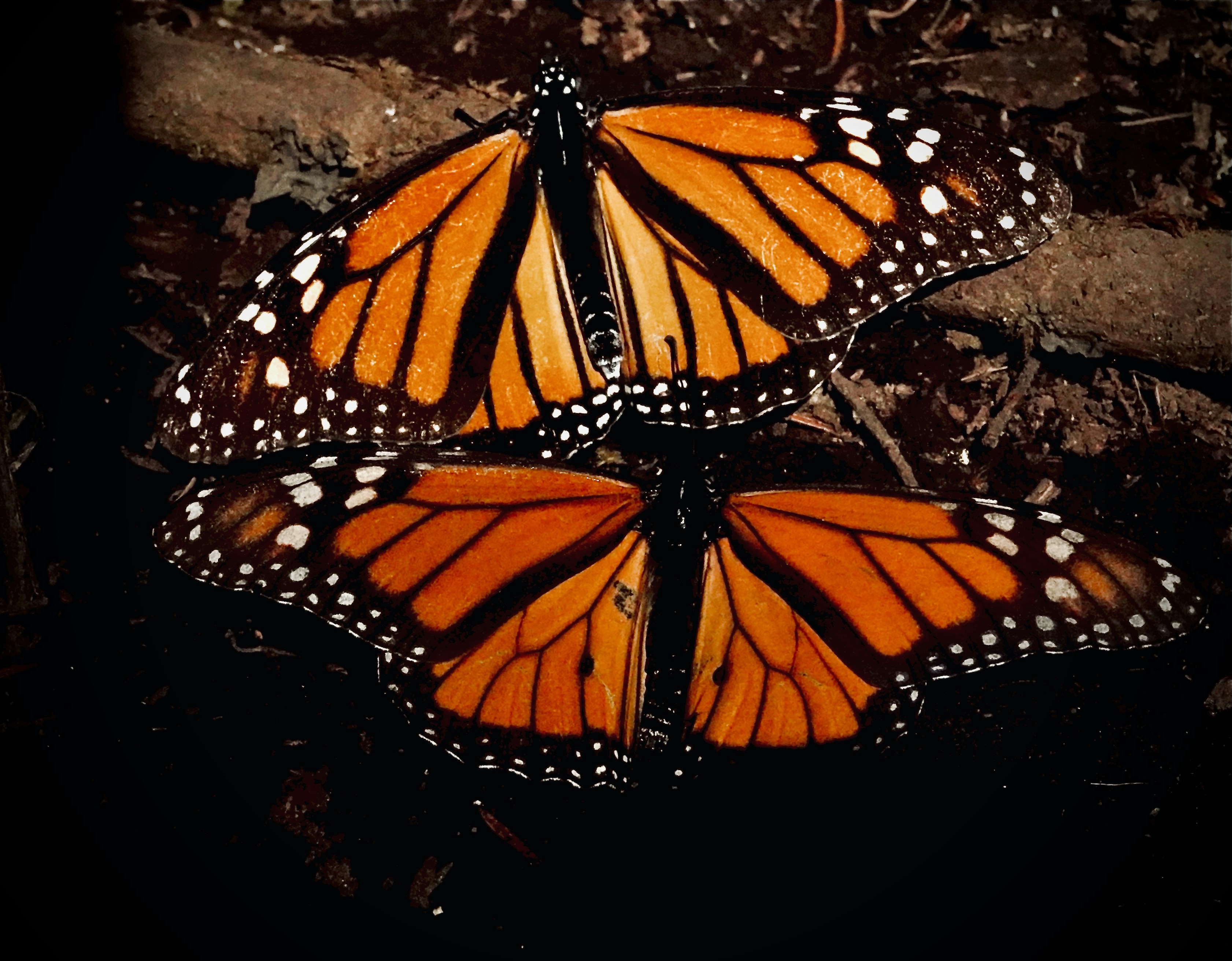 Populacja motyla monarchy wzrosła o 64% w Meksyku