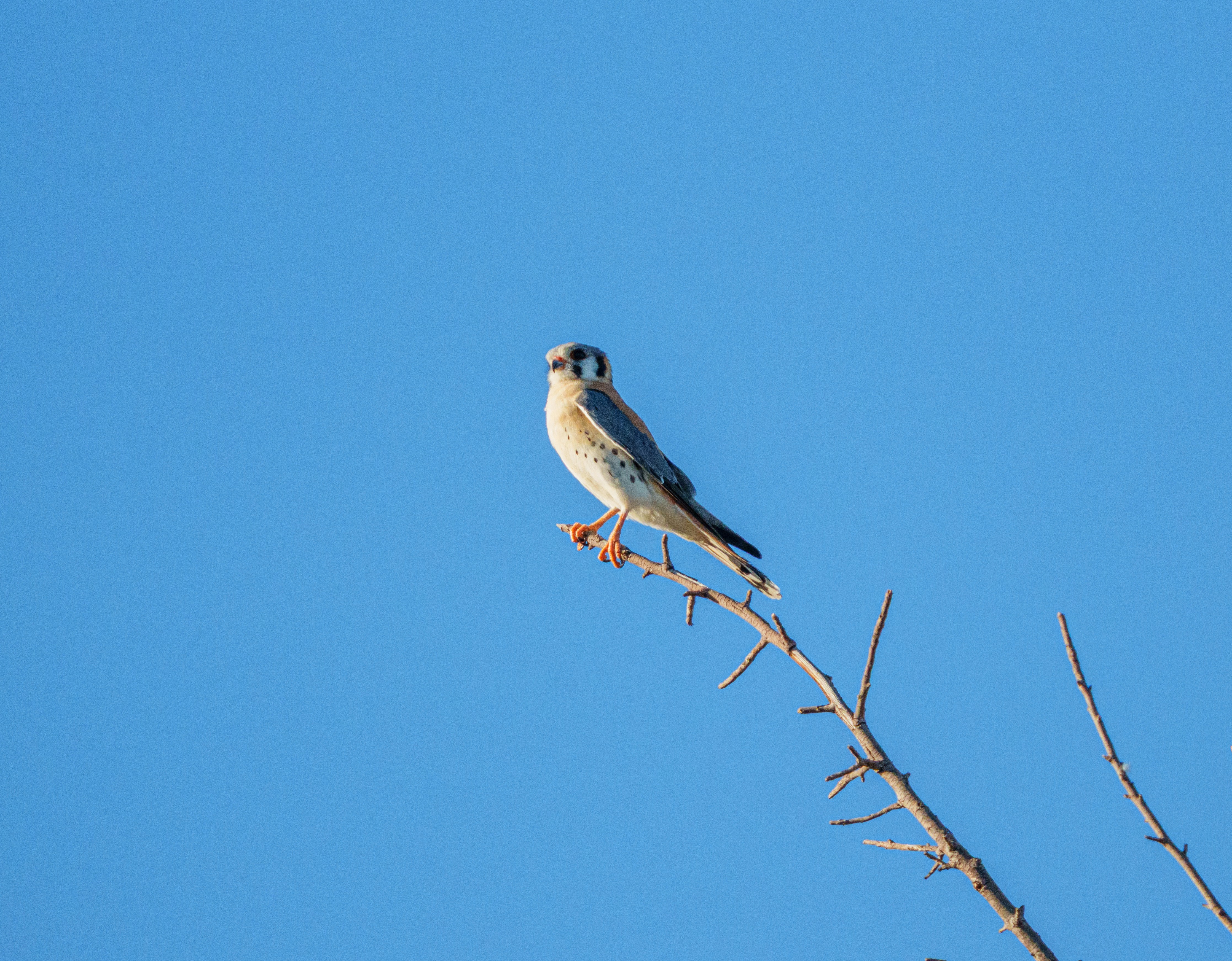 Photo by sizzle_king