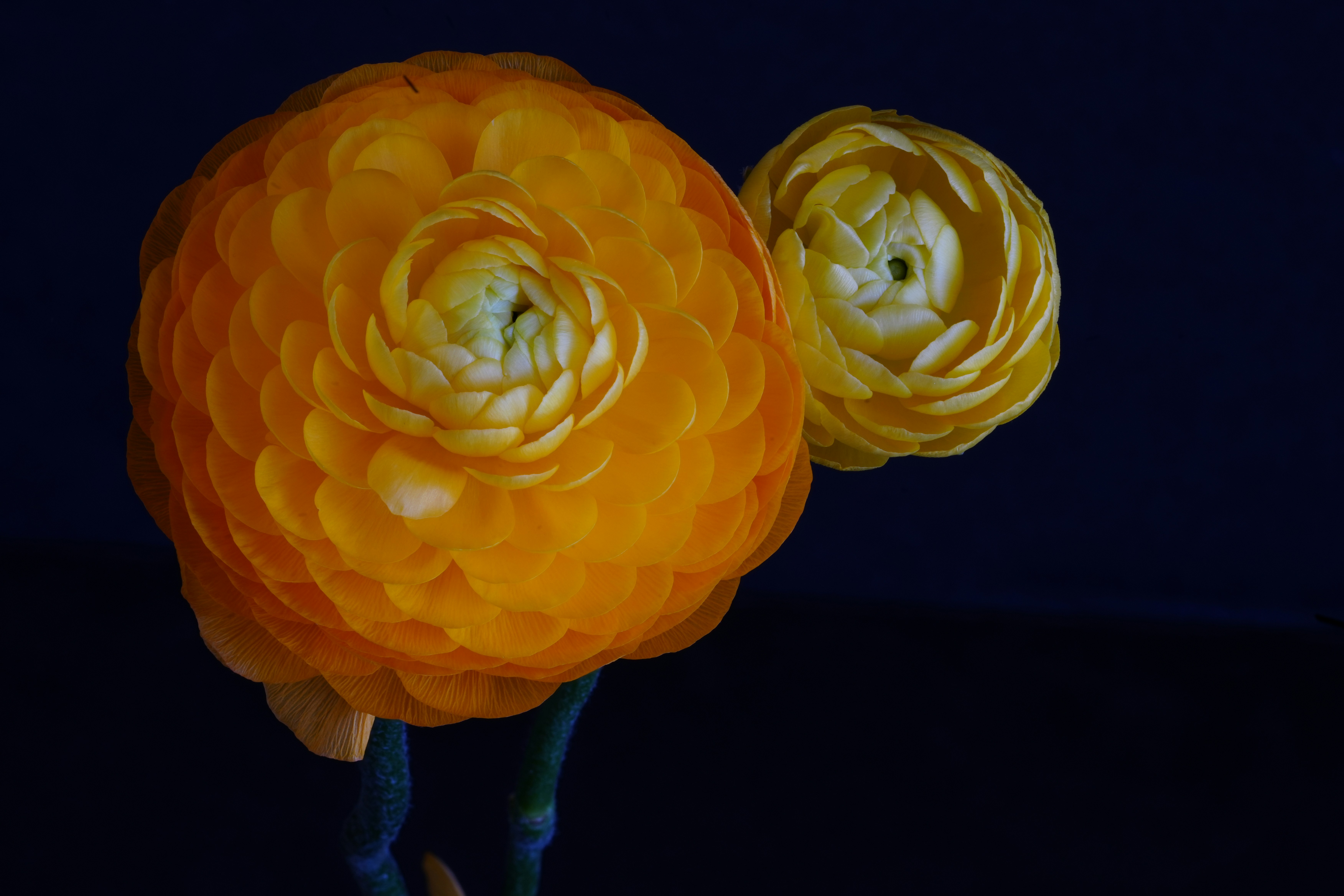 Zwei orangefarbene Ranunkelblüten vor dunklem Hintergrund