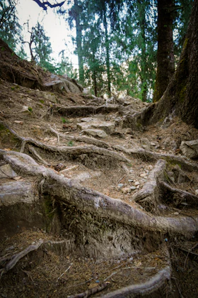 Forest trail with exposed tree roots