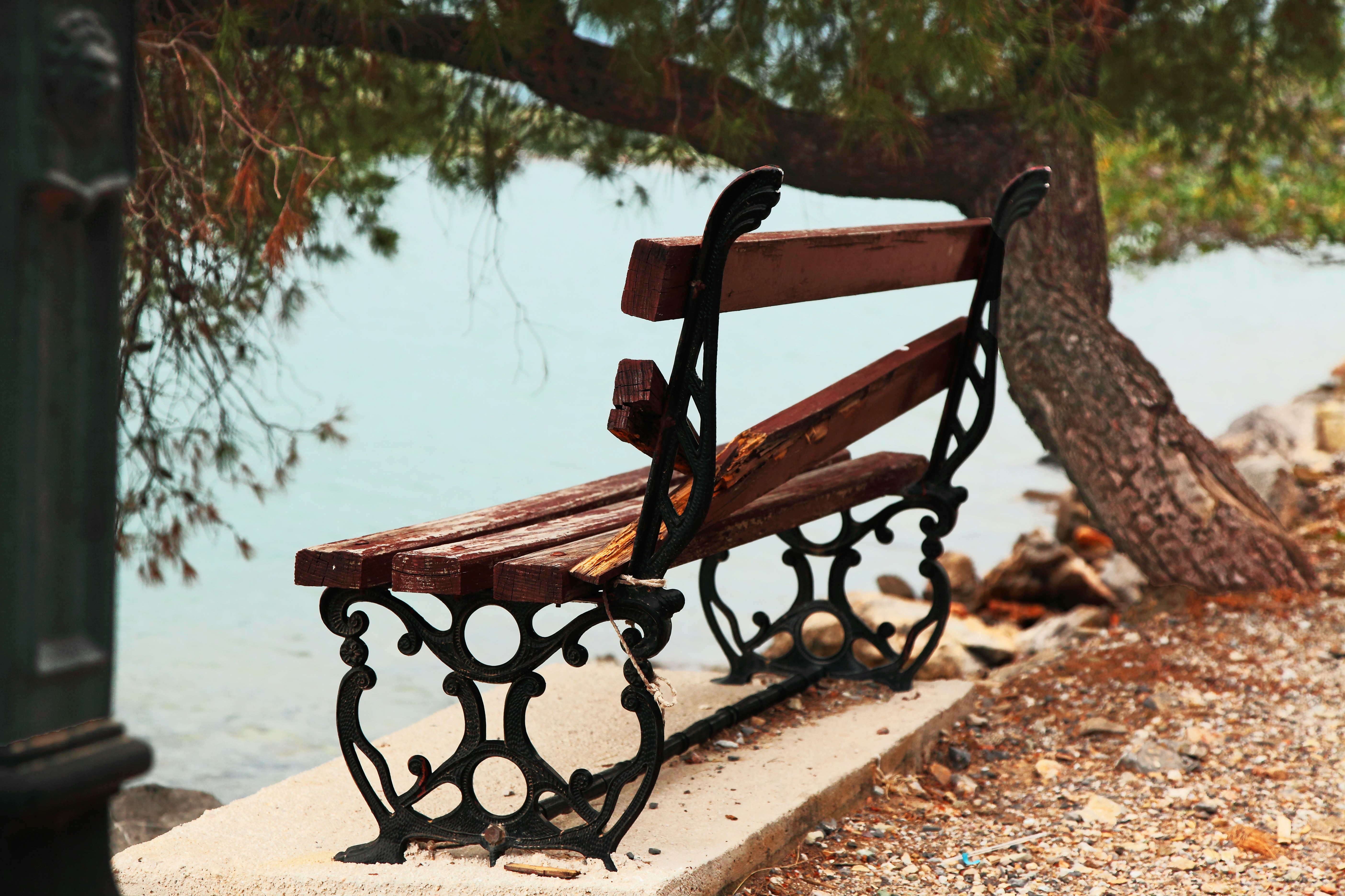 Banco de madera junto al agua bajo un árbol.
