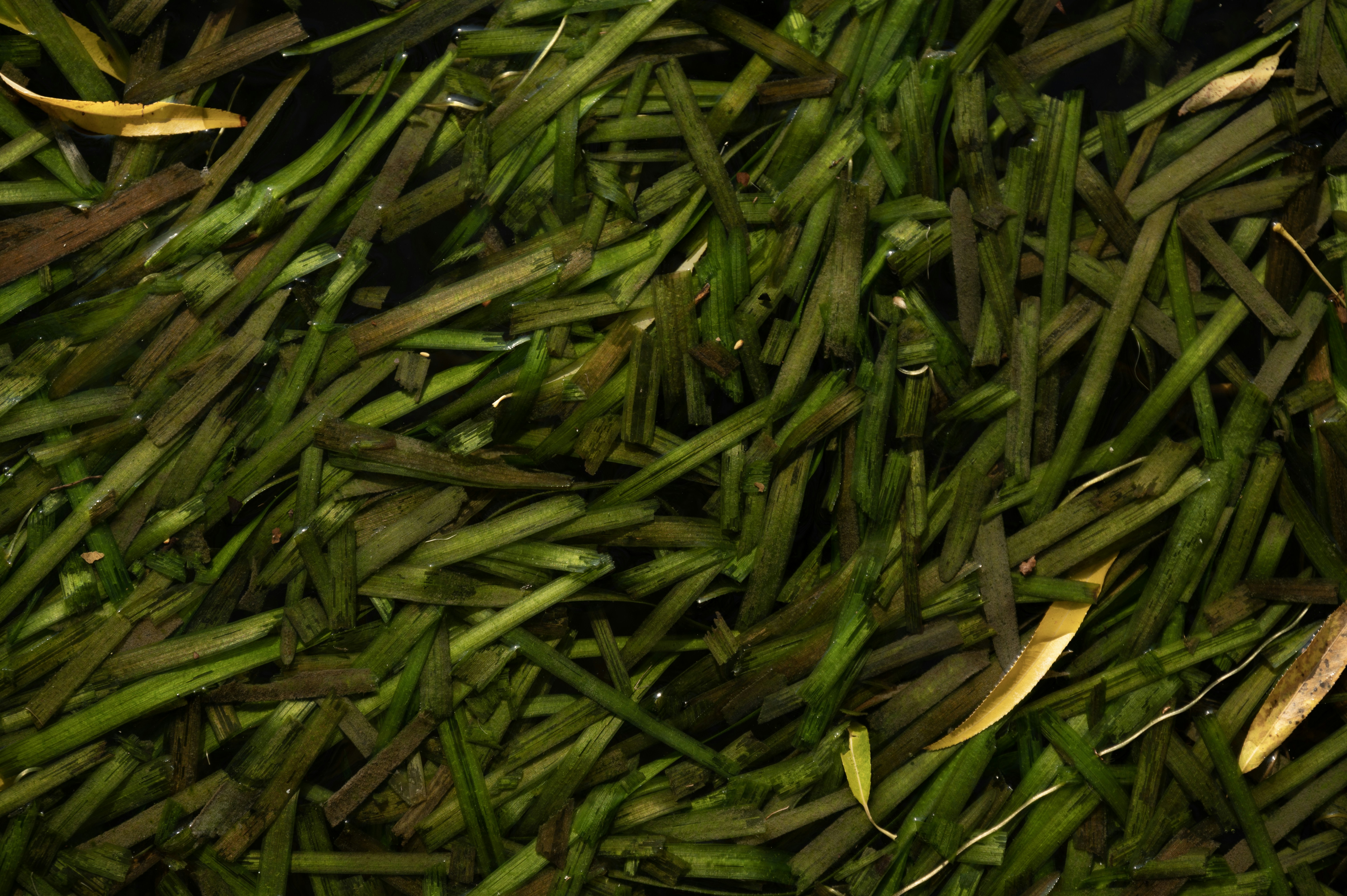 Green aquatic plants with yellow leaves