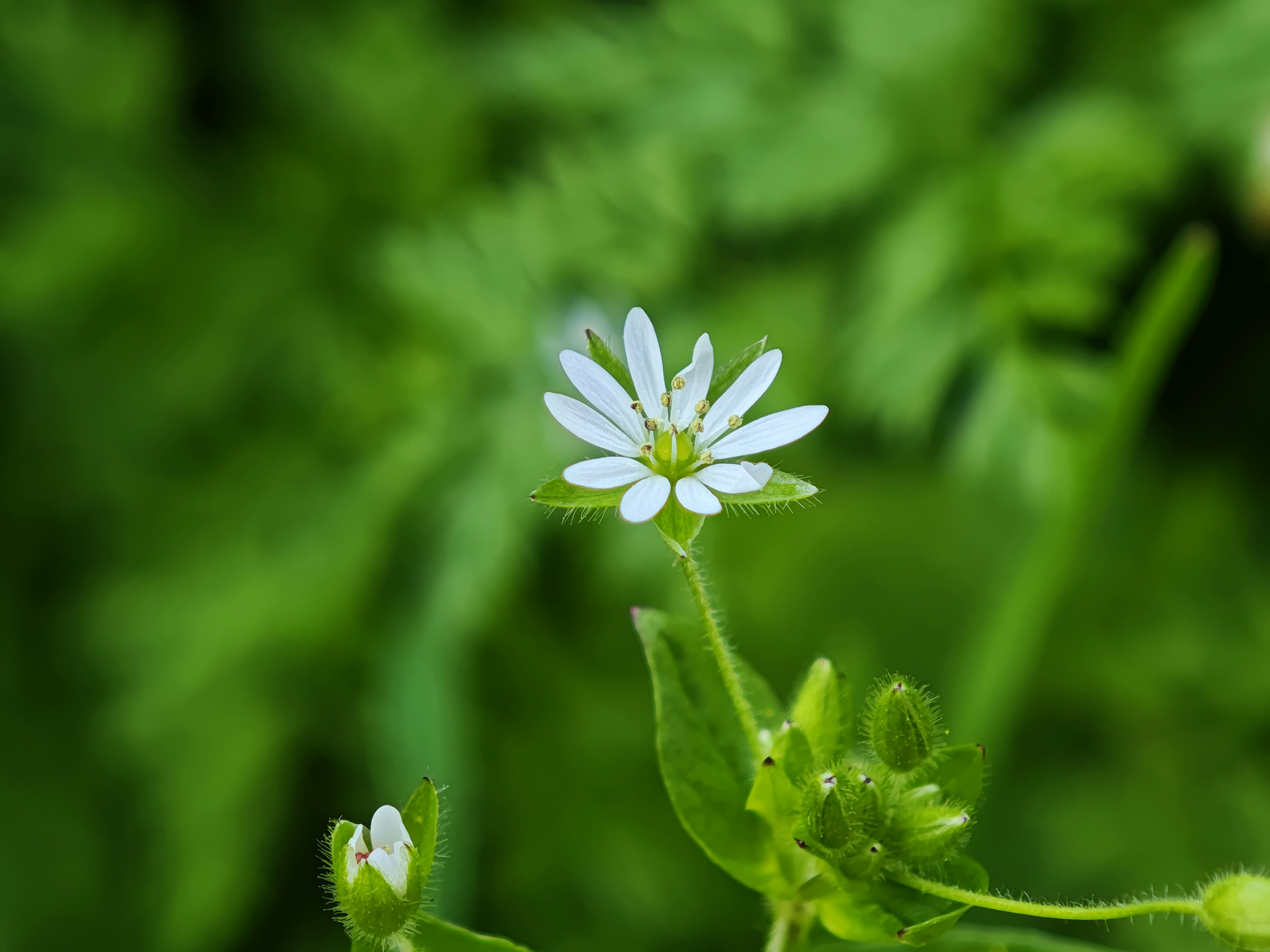 Photo by eusebiu_soica