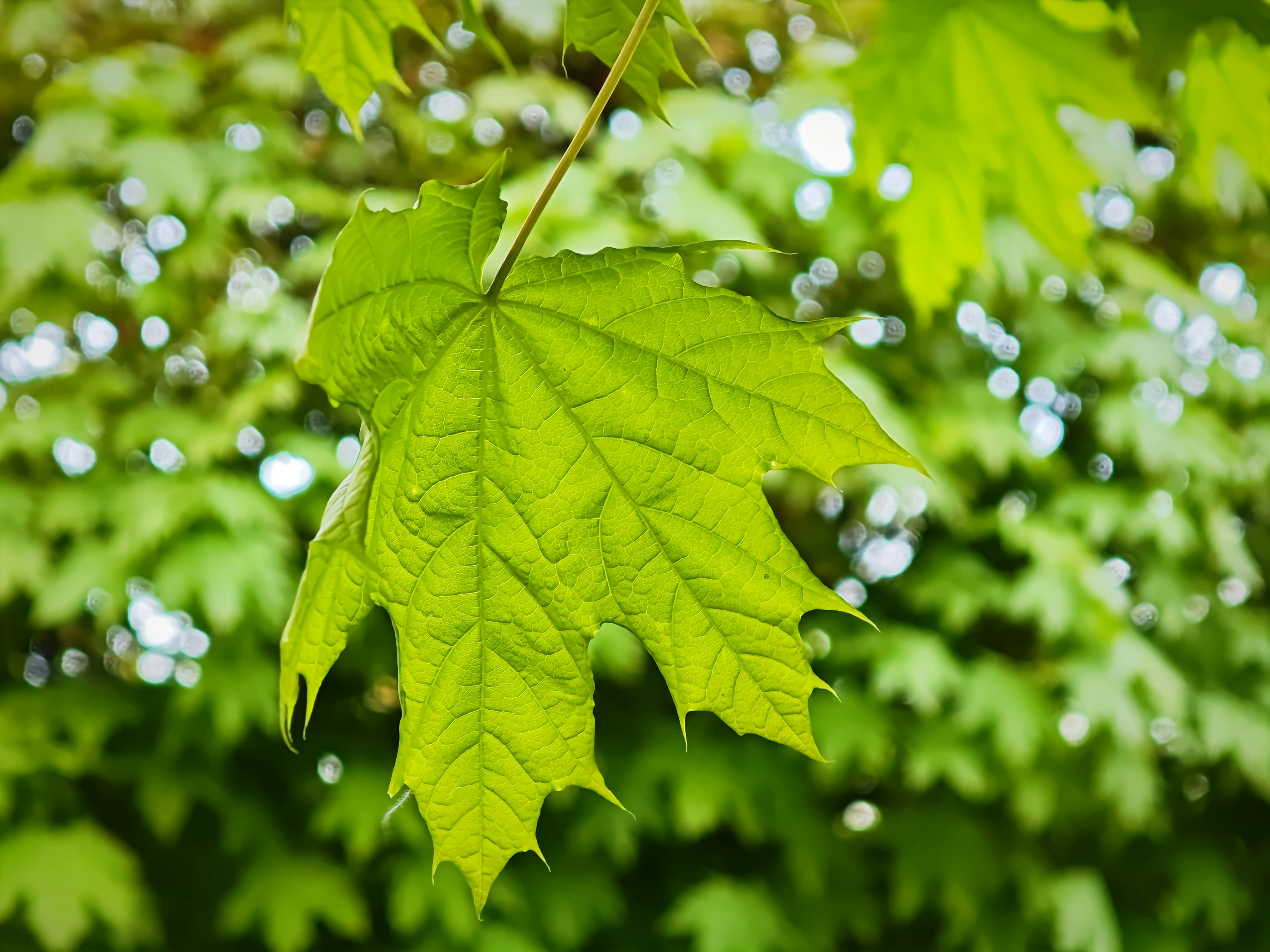 Photo by eusebiu_soica