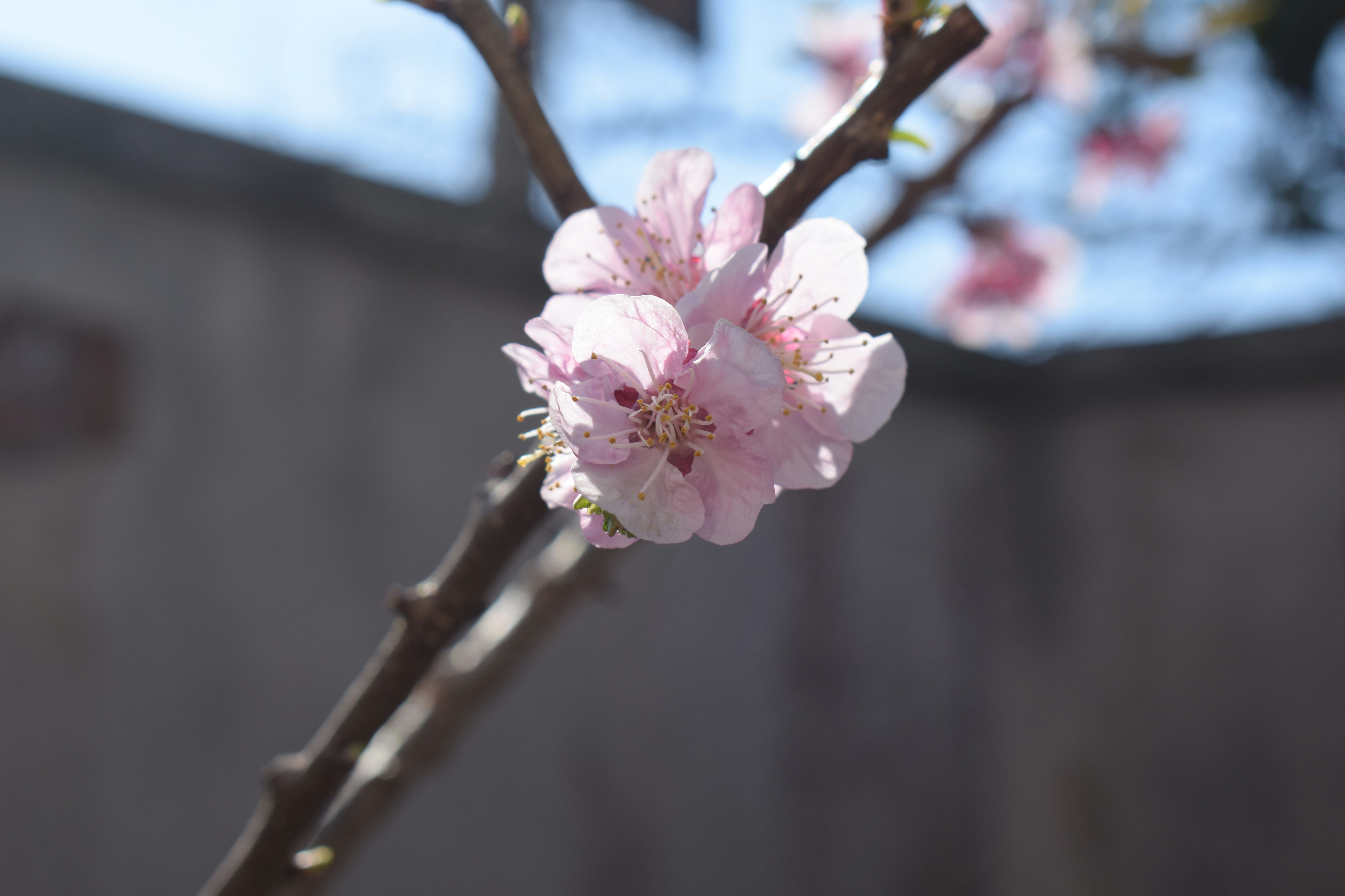 繊細なピンク色の桜が枝に咲く。