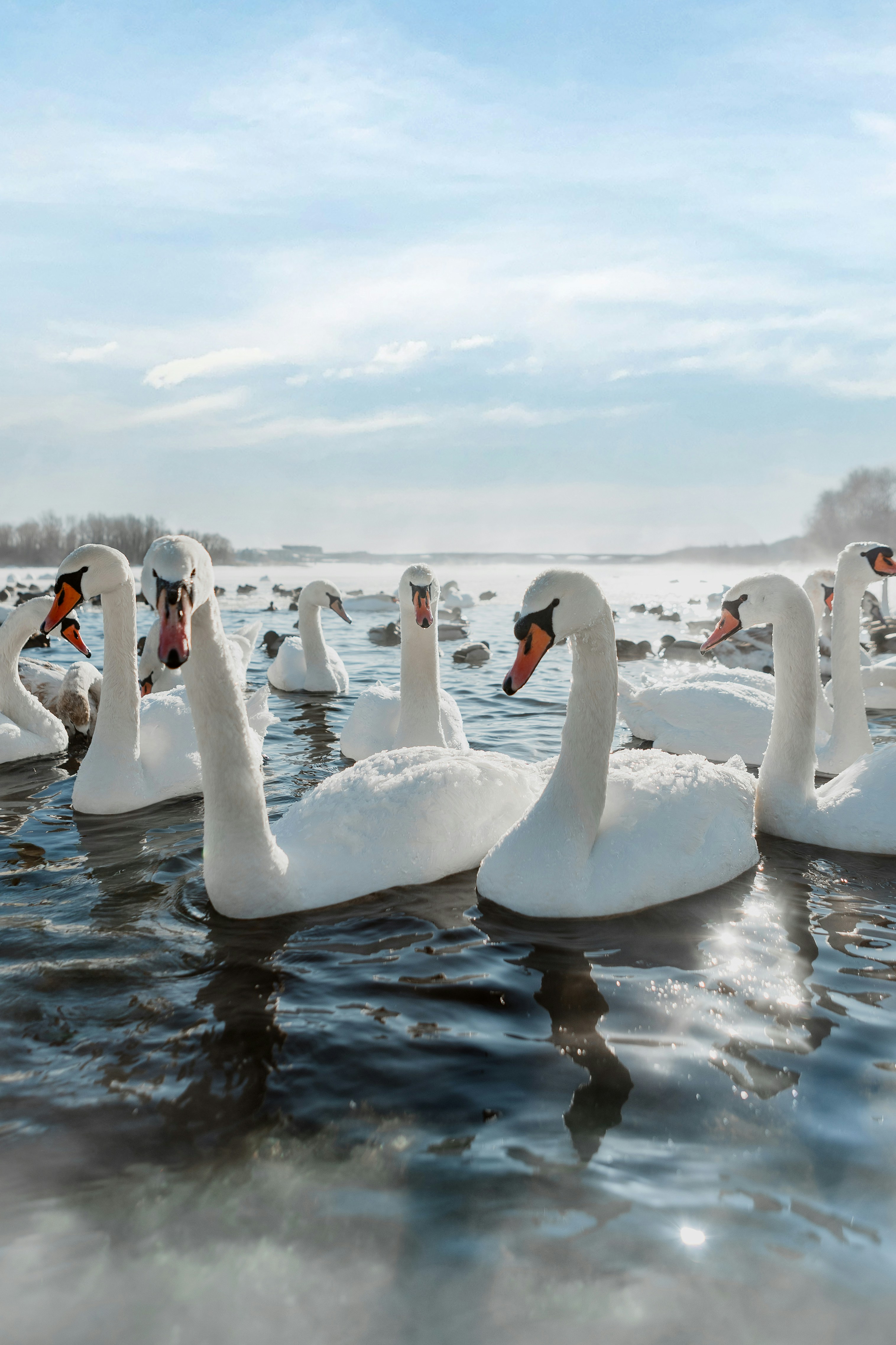 Um bando de cisnes brancos nadando em água fria.