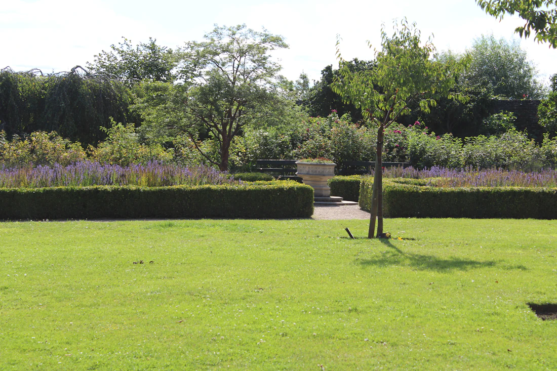 Narrow stepping-stone path between clipped green bushes