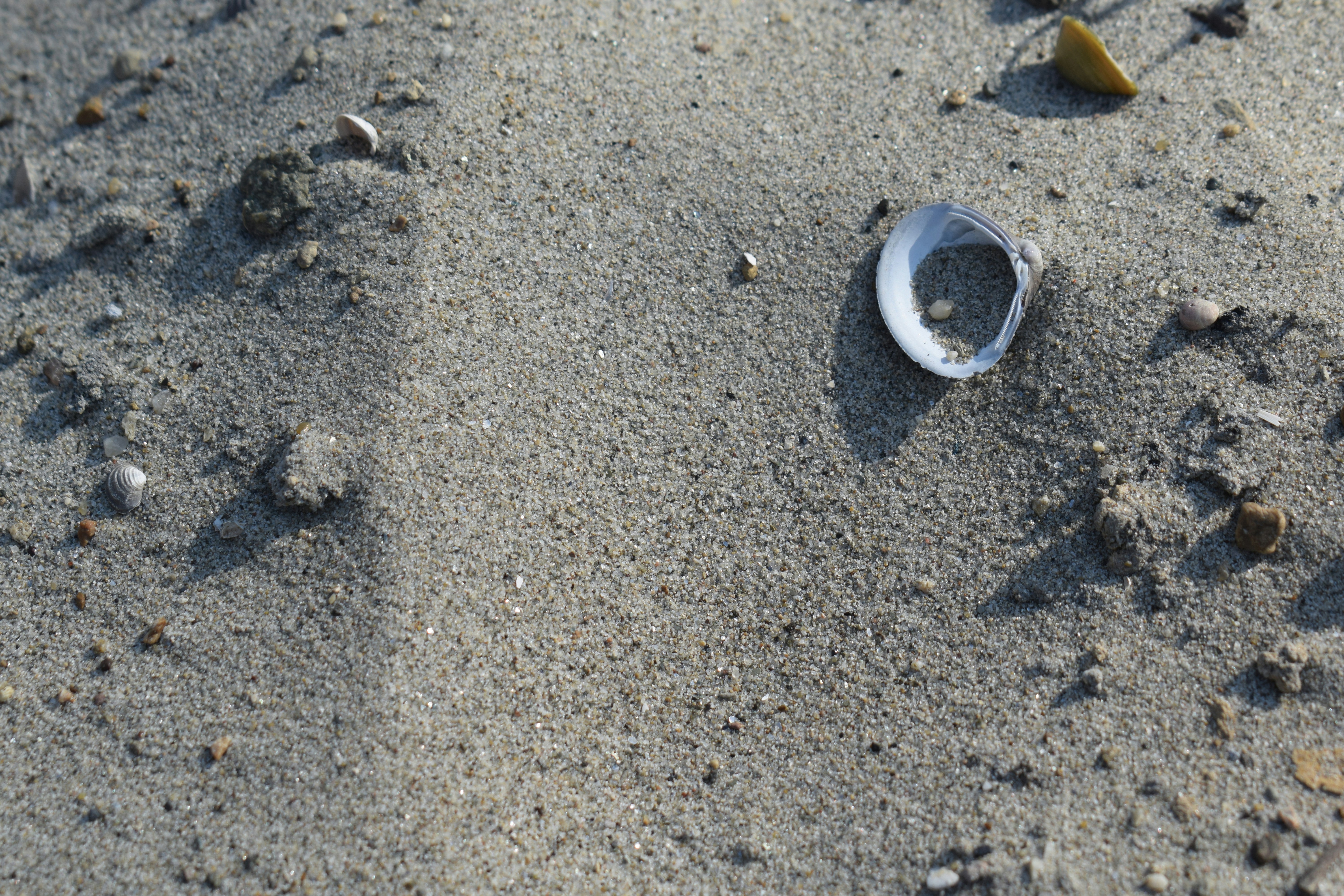 貝殻や小石が散らばった砂のクローズアップ