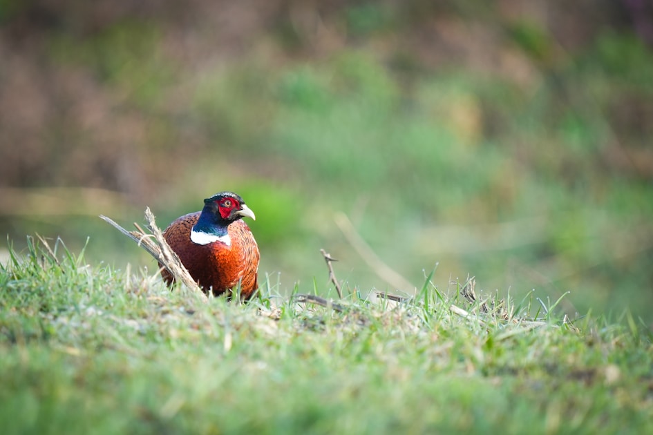 Ring-necked pheasant rooster flushing in South Dakota corn and CRP grassland