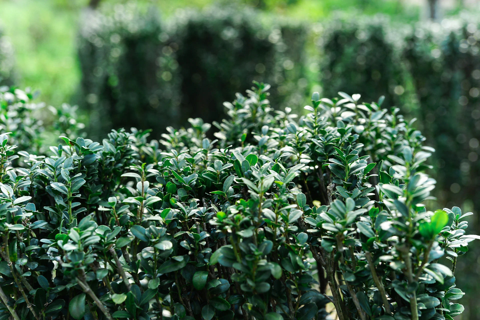 Green bushes in a garden with shallow depth of field