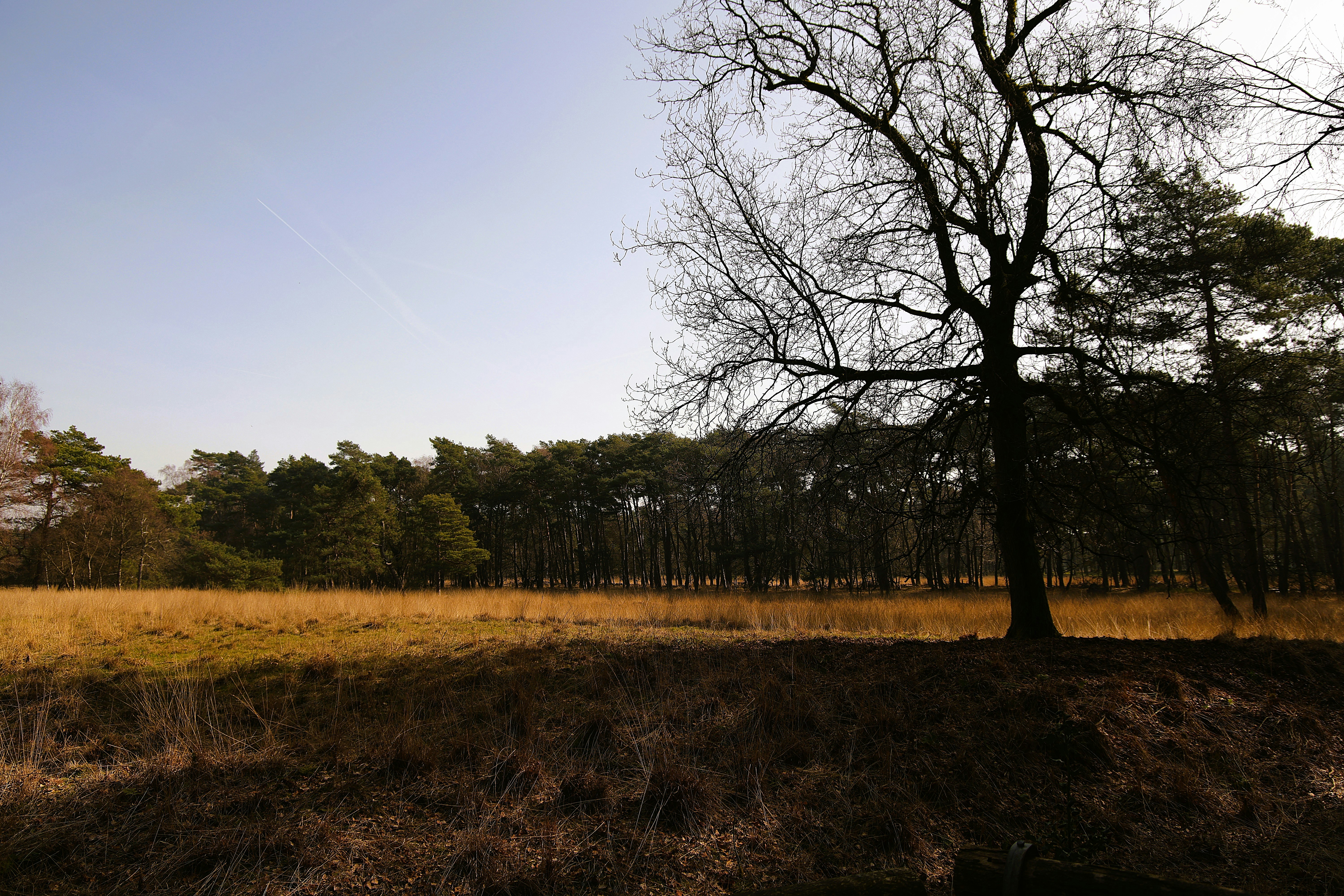 Kahle Baumsilhouette vor einer sonnenbeschienenen Wiese und bewaldeten Landschaft