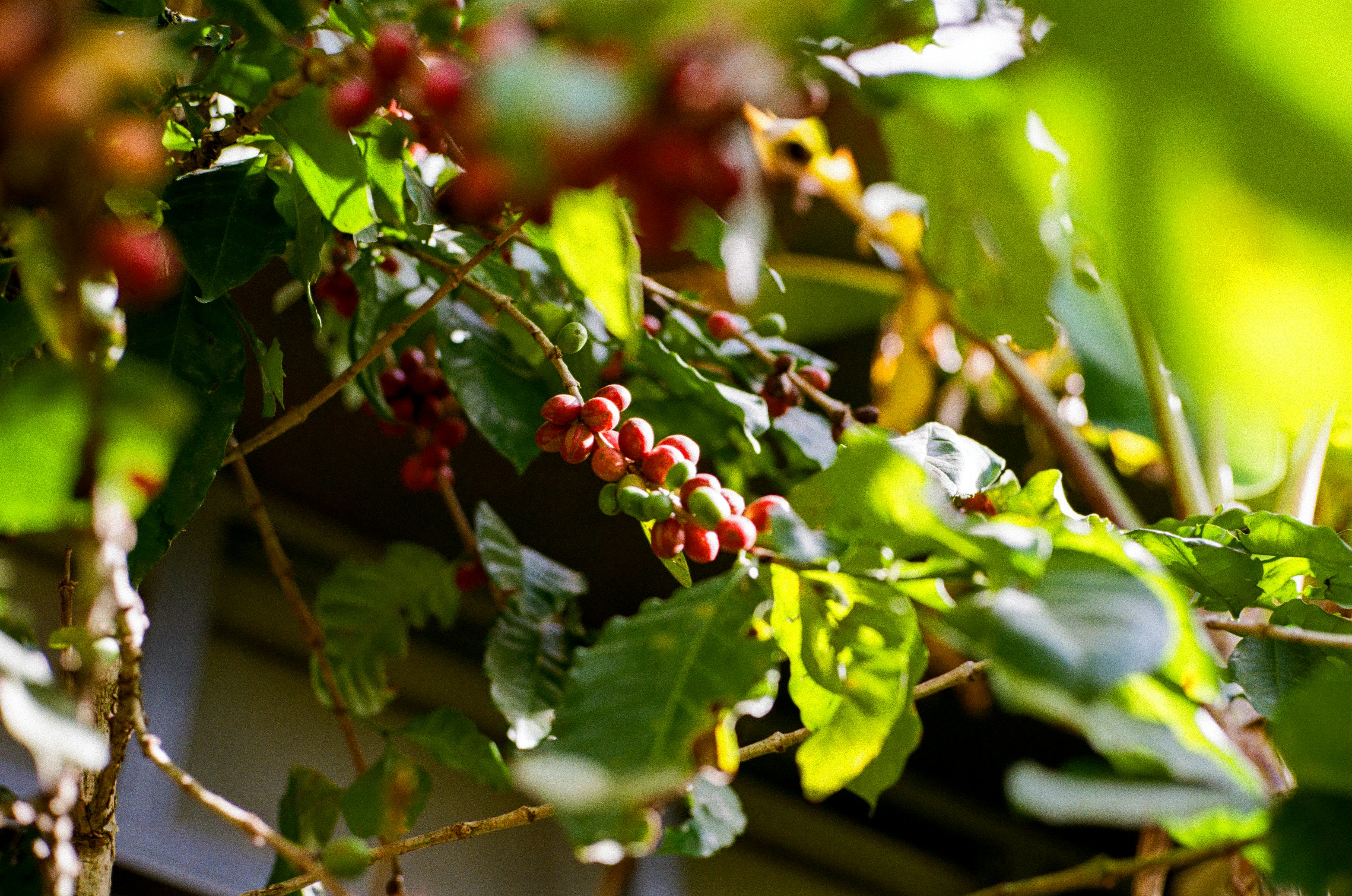 Photo by donguyenkhanhs