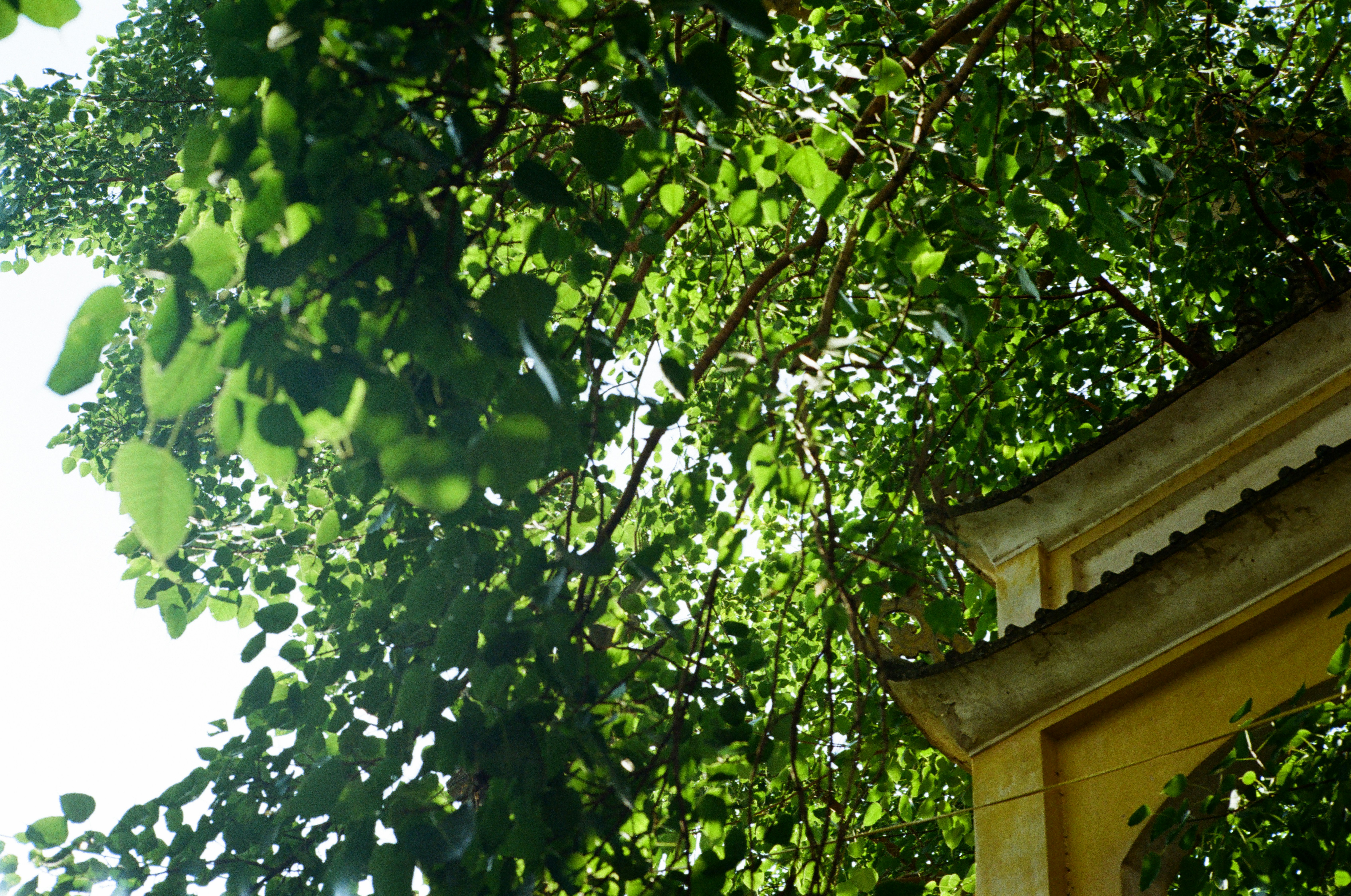 Photo by donguyenkhanhs