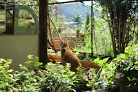 Best Pet-Friendly Cafes in Vaishali Where Your Dog Is as Welcome as You