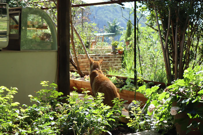 Best Pet-Friendly Cafes in Vaishali Where Your Dog Is as Welcome as You