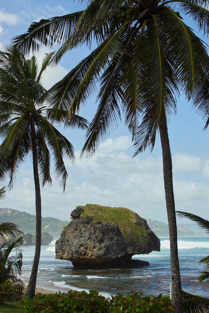 Parque Tayrona playa y palmeras
