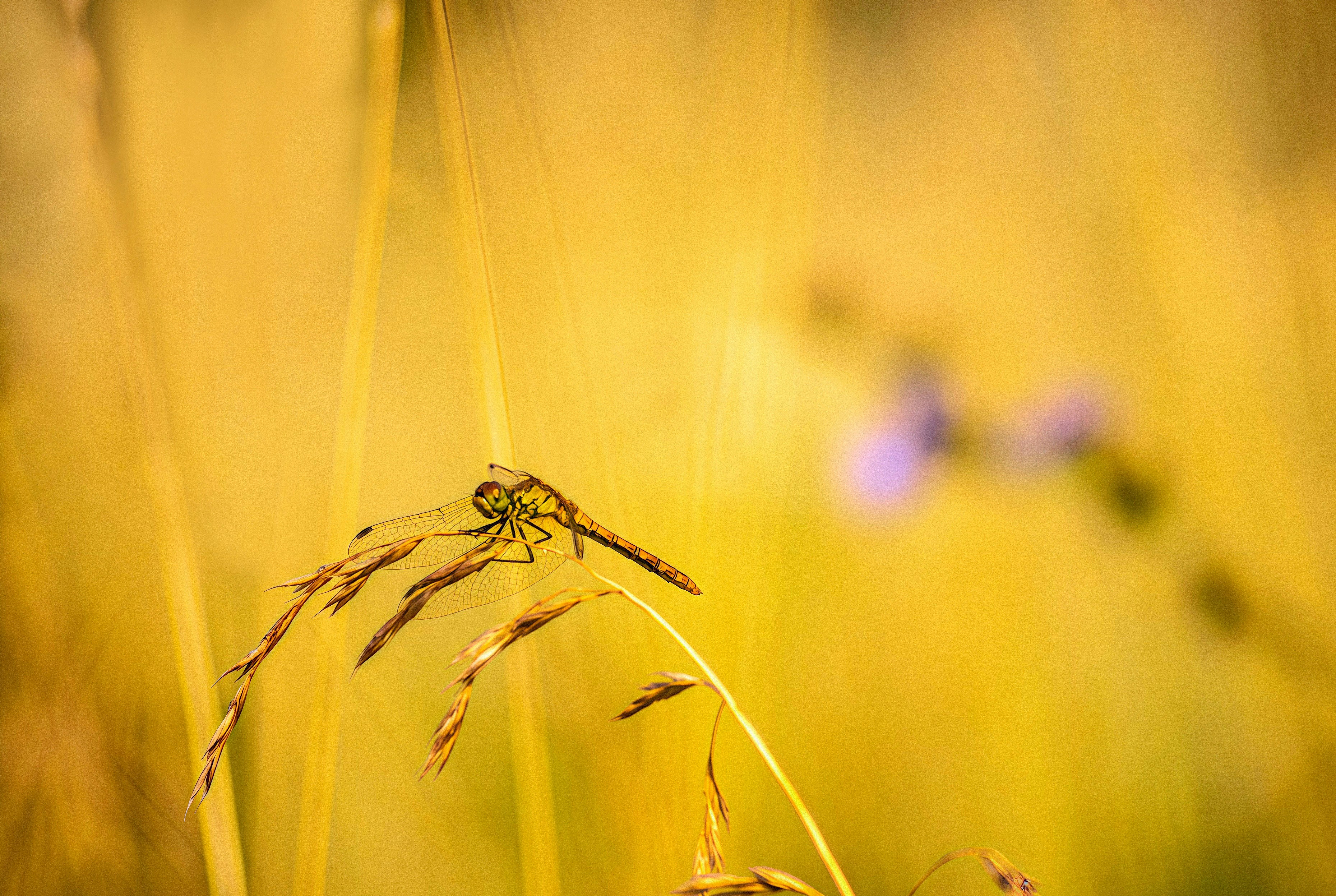 Photo by sicunov