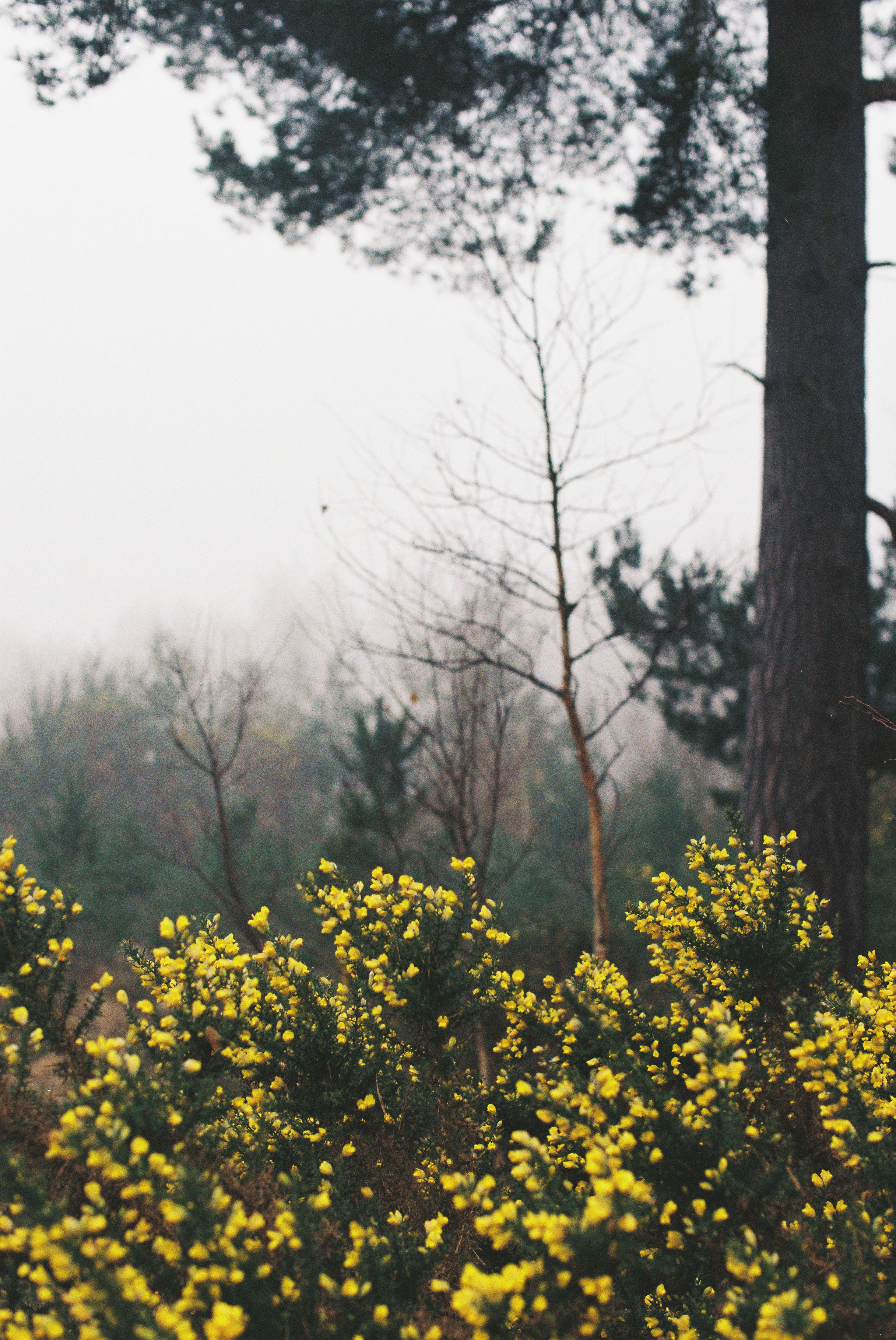 Gelbe Blumen blühen in einem nebligen Wald.