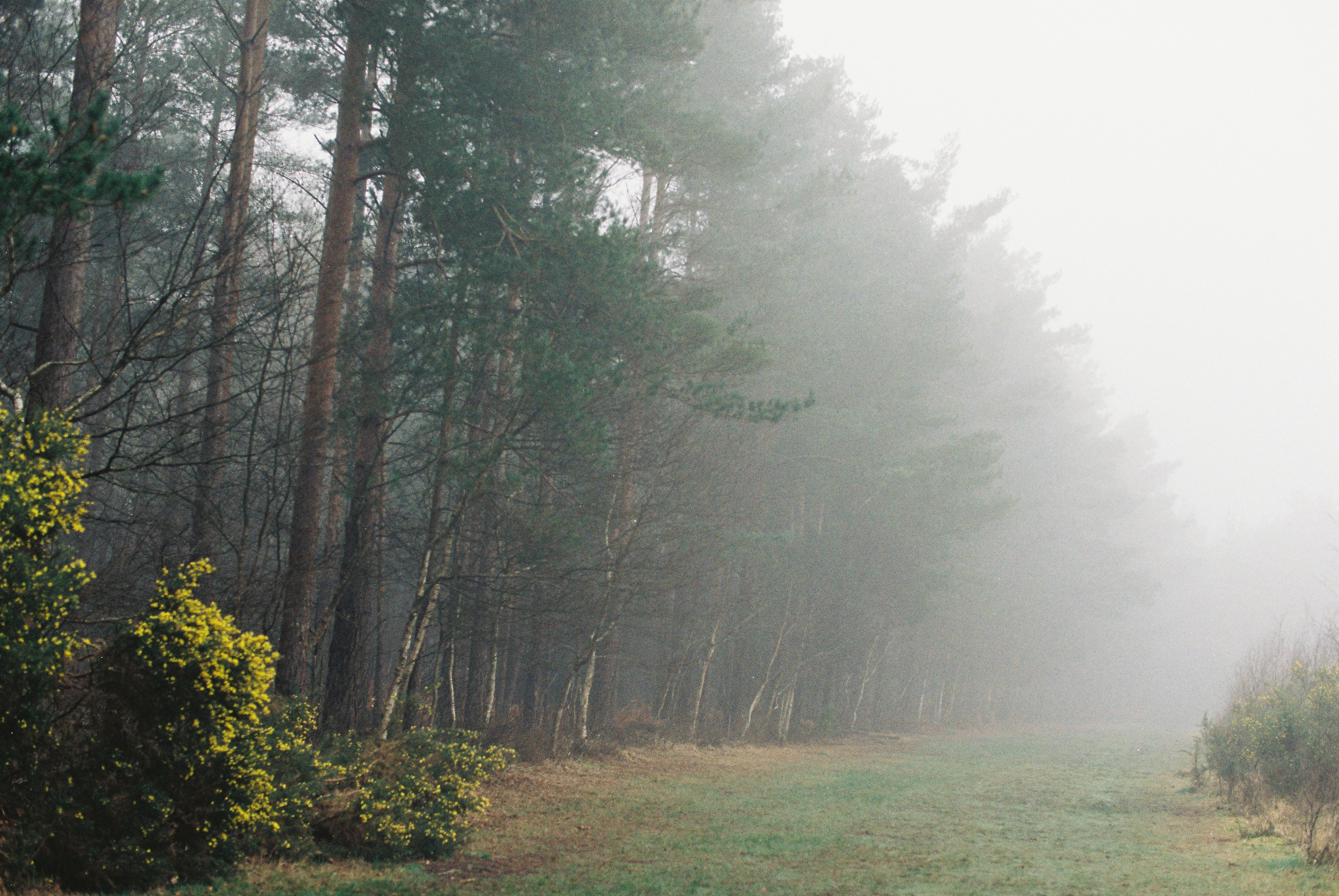 Nebliger Waldweg mit grünem Laub und hohen Bäumen