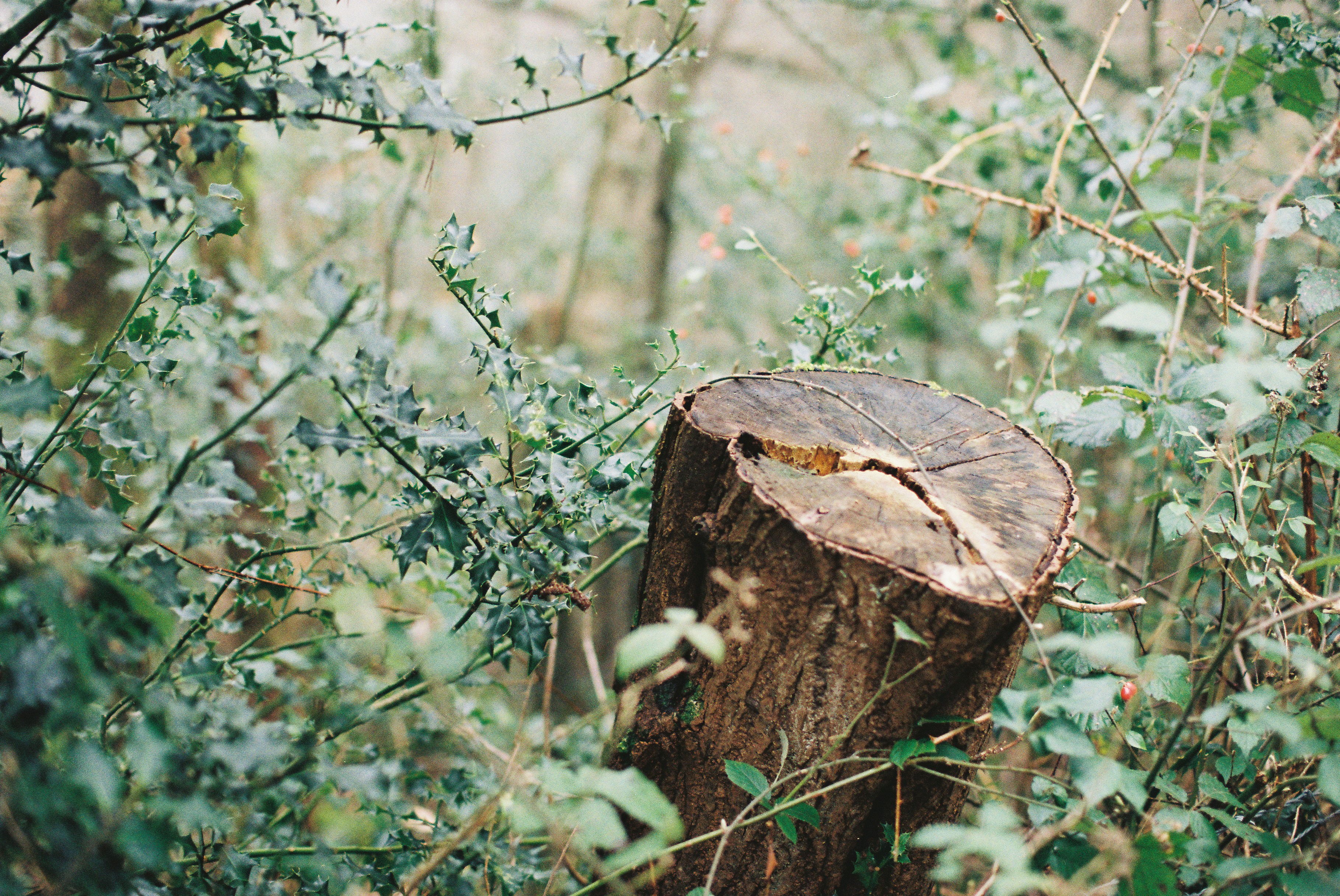 Ein Baumstumpf, umgeben von grünem Laub.