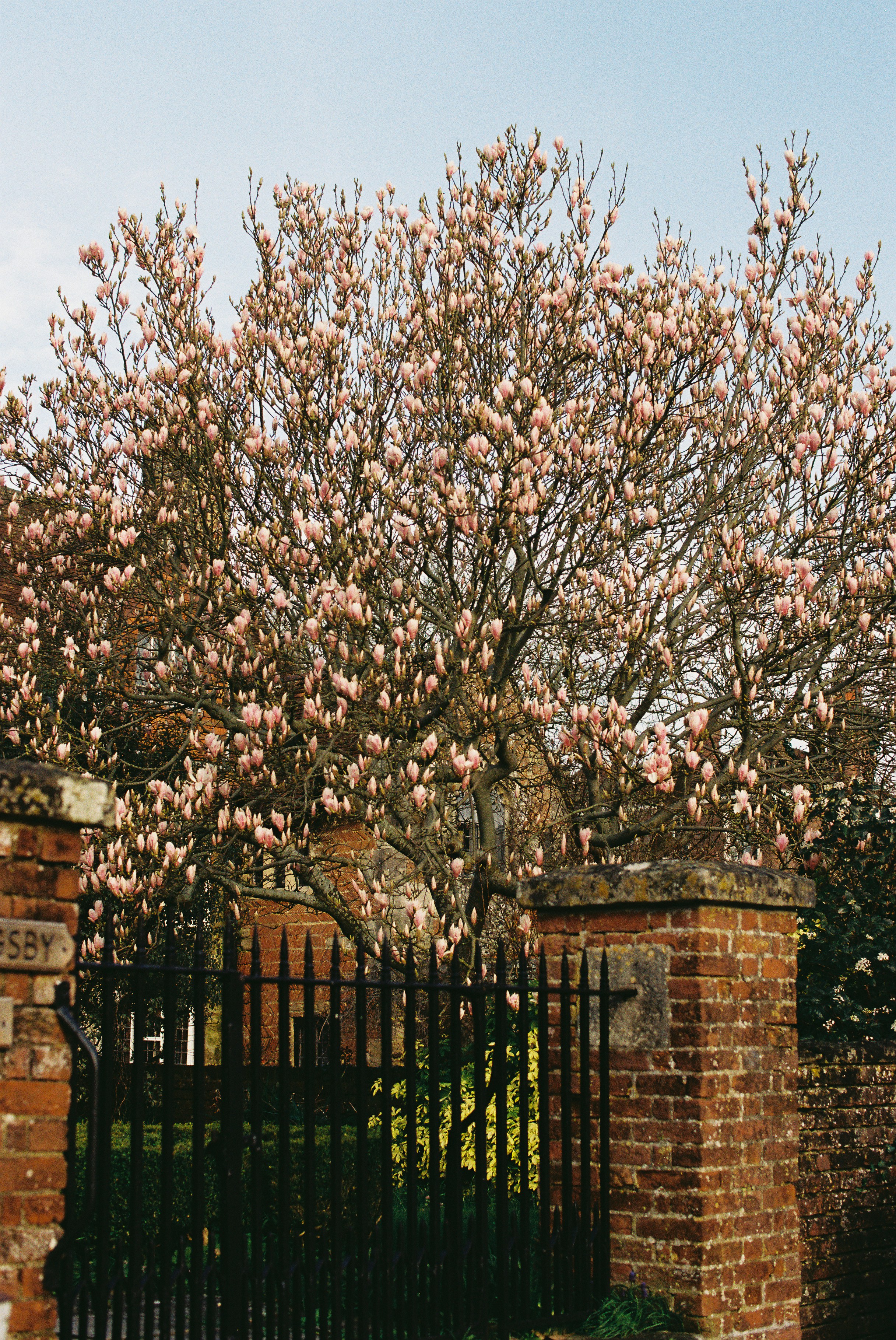 Ein blühender Magnolienbaum hinter einem schwarzen Tor.
