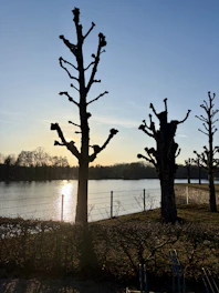 Silhouetted trees line a calm lake at sunset.