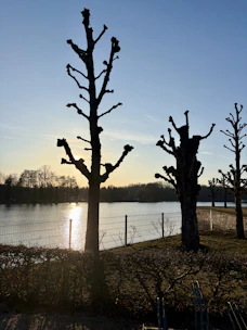 Silhouetted trees line a calm lake at sunset.