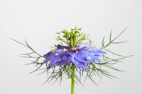 Black Seed Oil