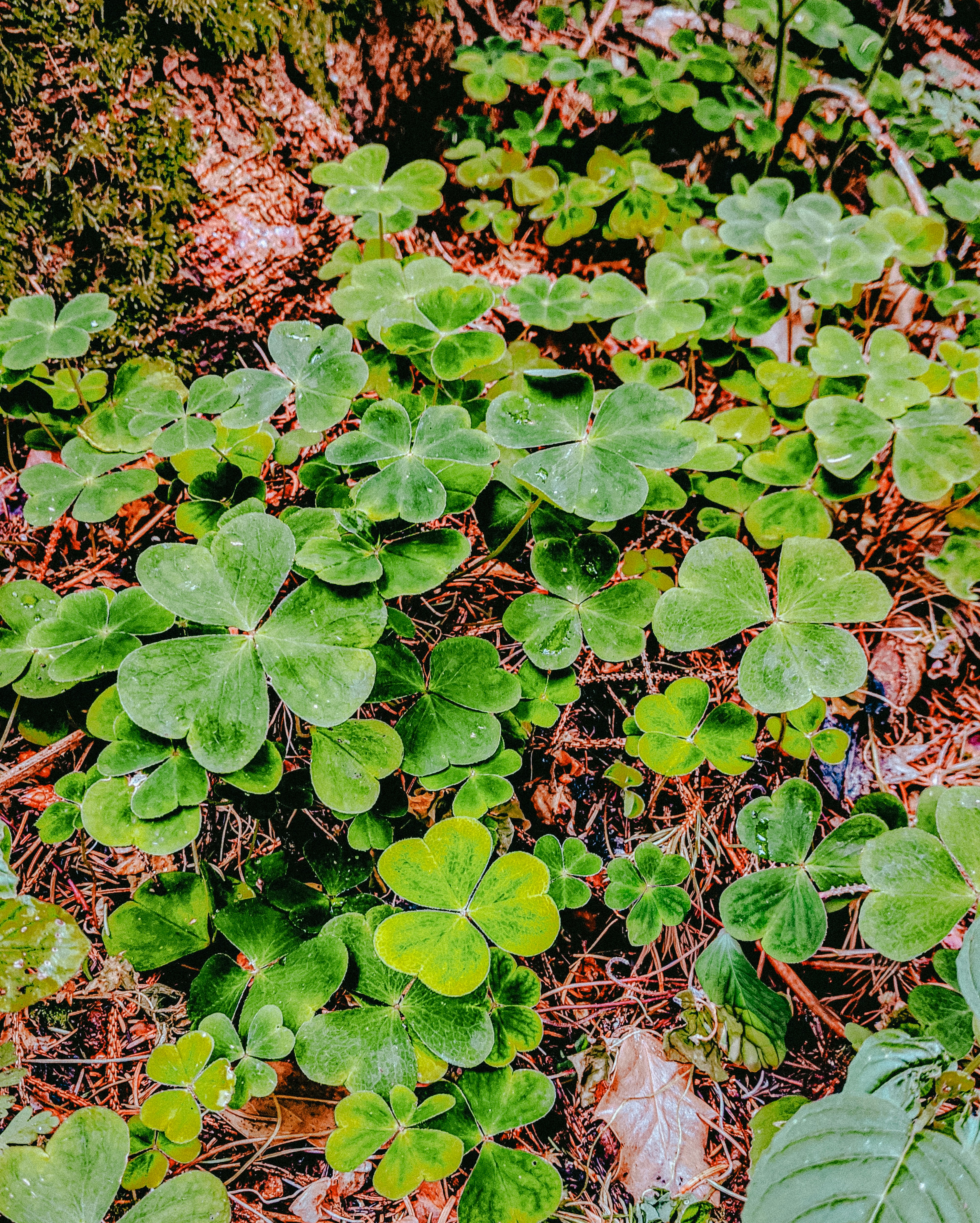 The True Cost of ‘Going Green’: Sustainable St. Patrick’s Day 2026