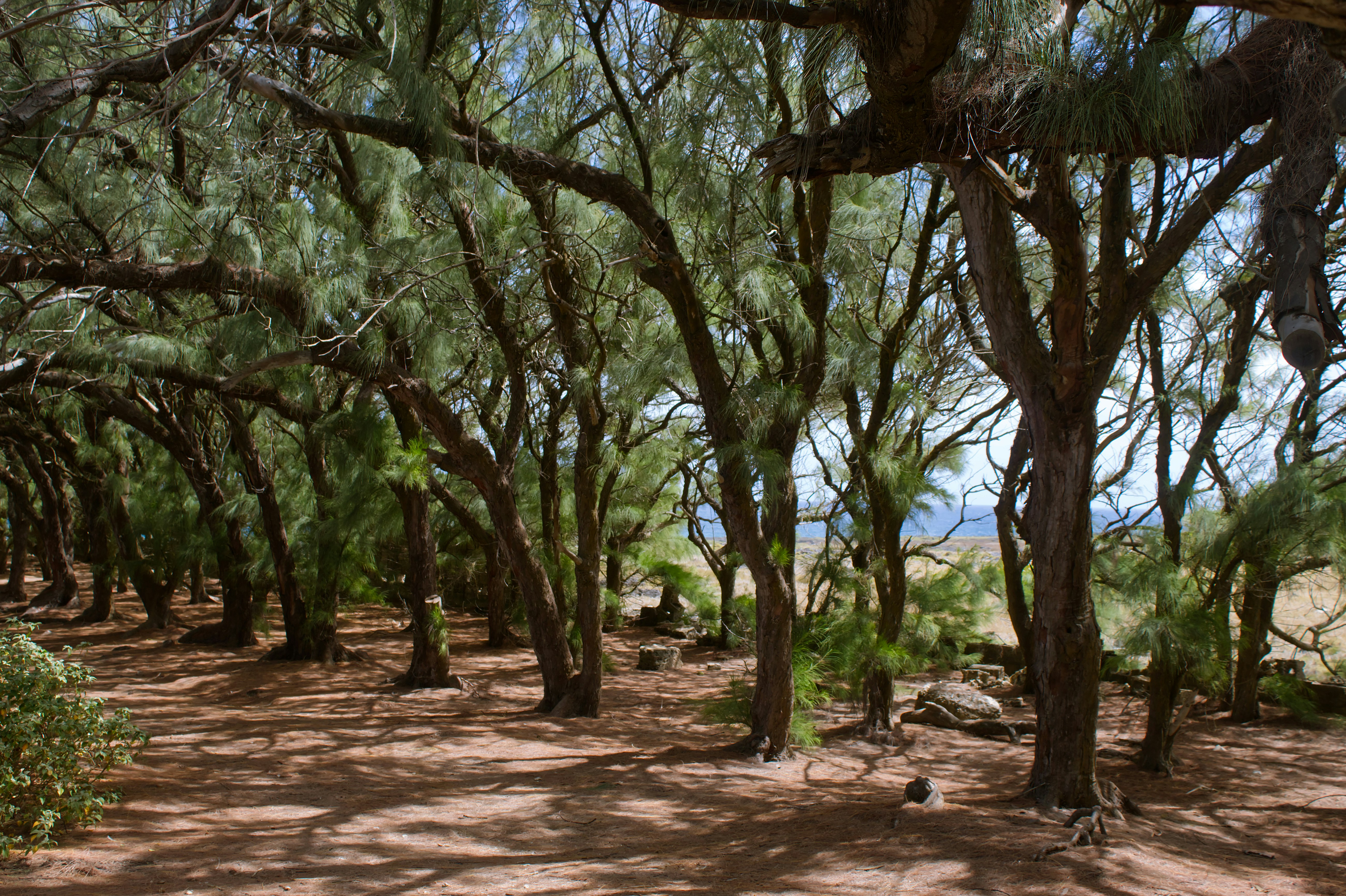 Bluff Valley Park