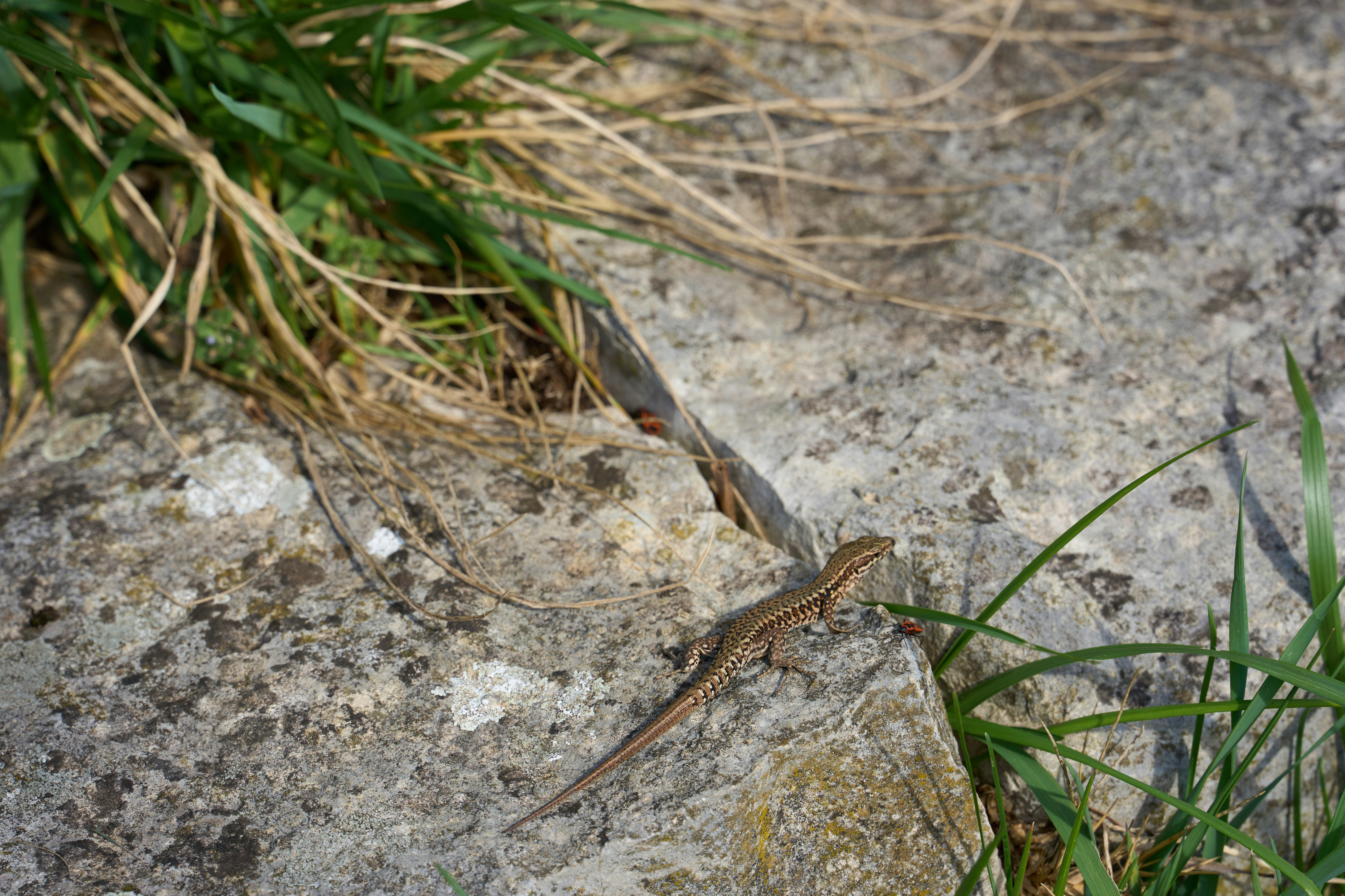 Photo by wolfgang_hasselmann