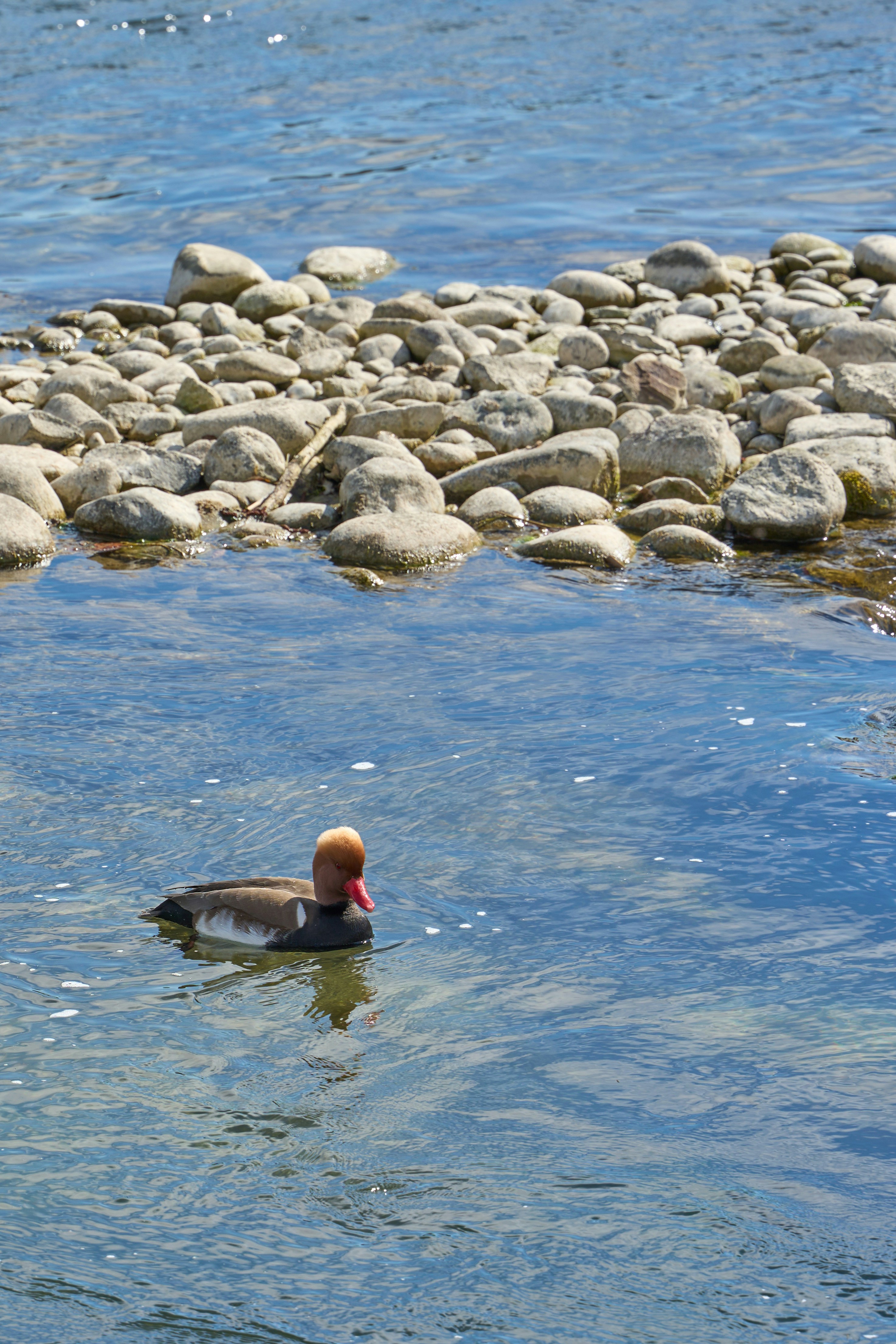 A red-crested pochard duck swims in a blue river.