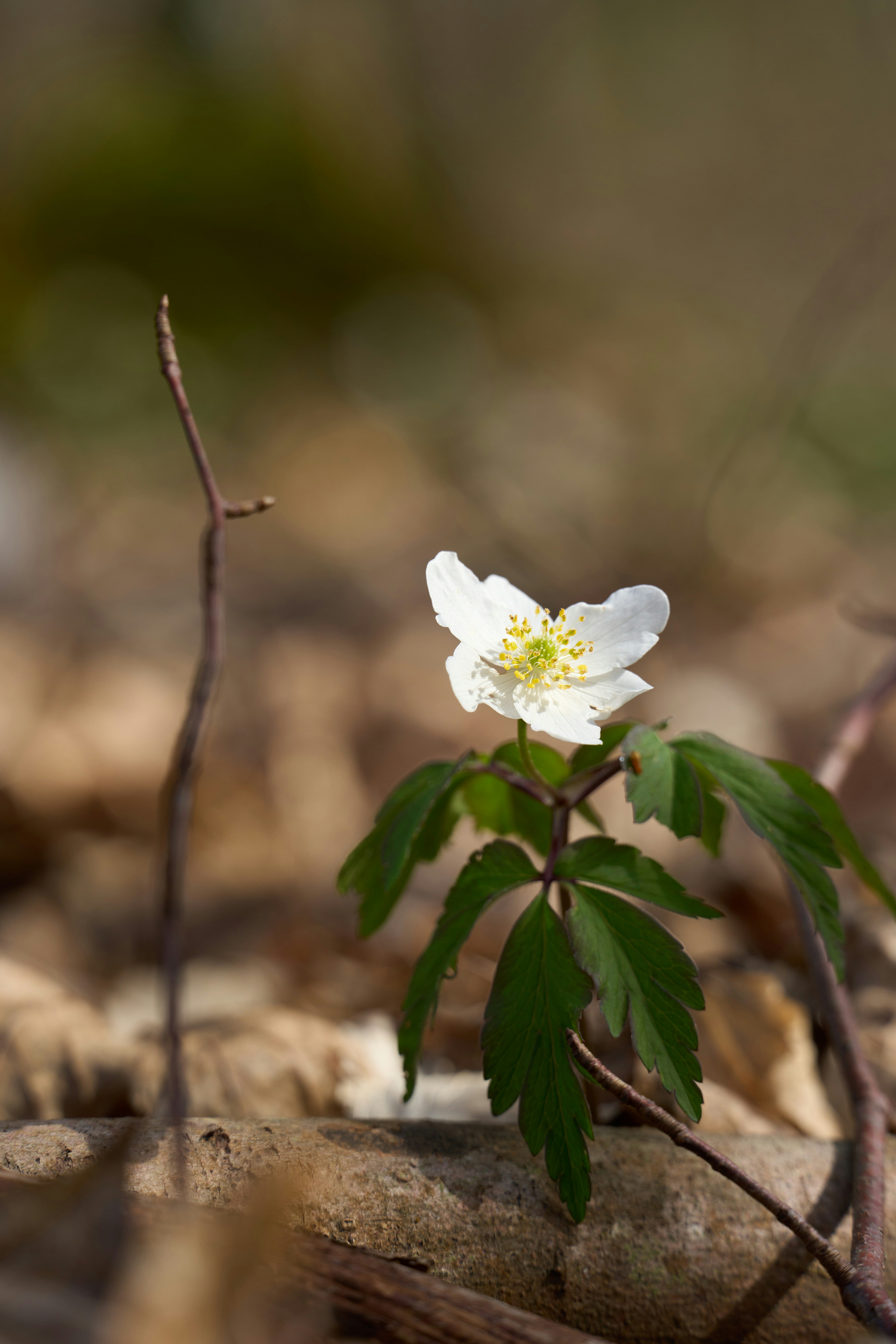 A single white flower with green leaves on forest floor
