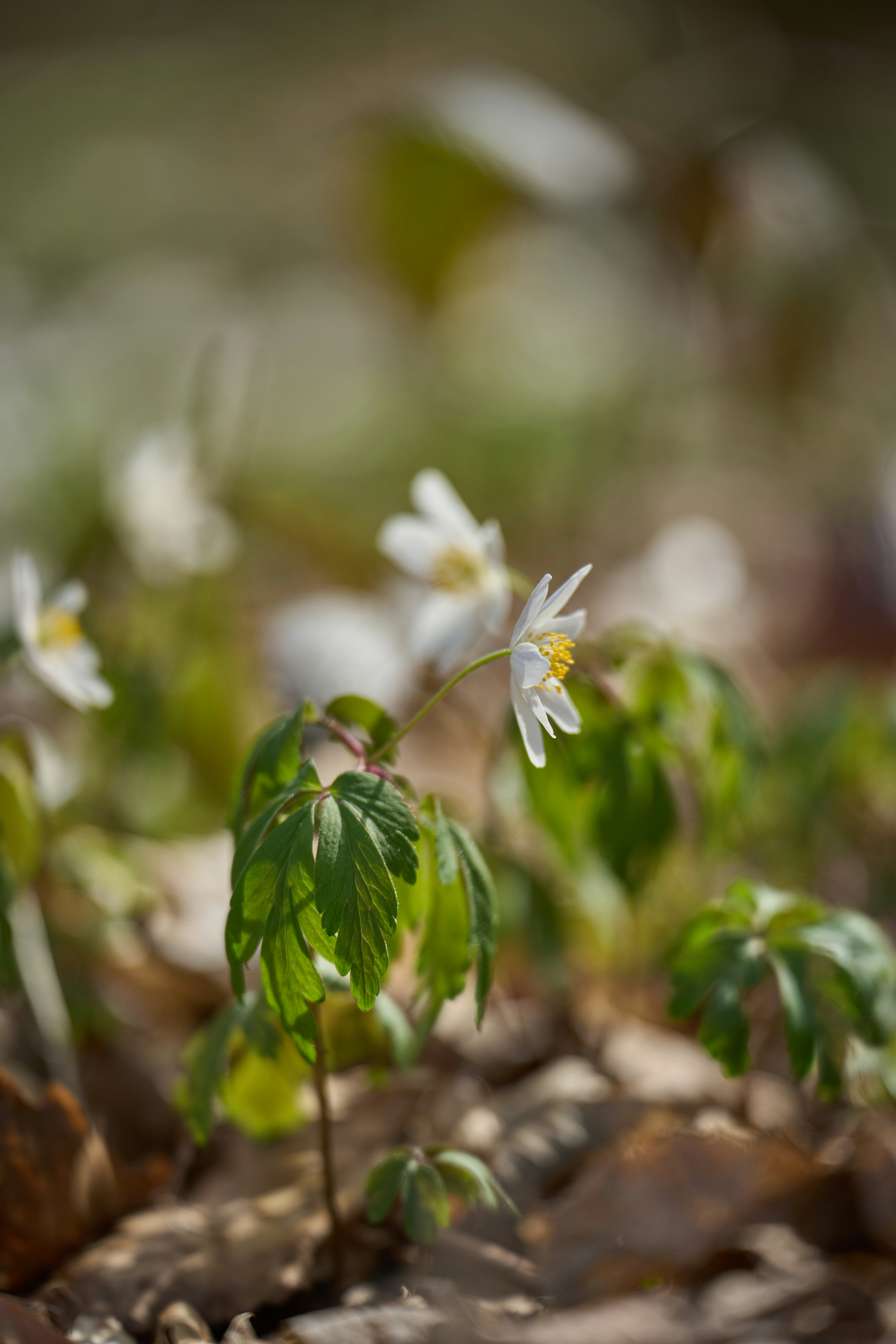 Delicate white wildflowers bloom in a sunlit forest.