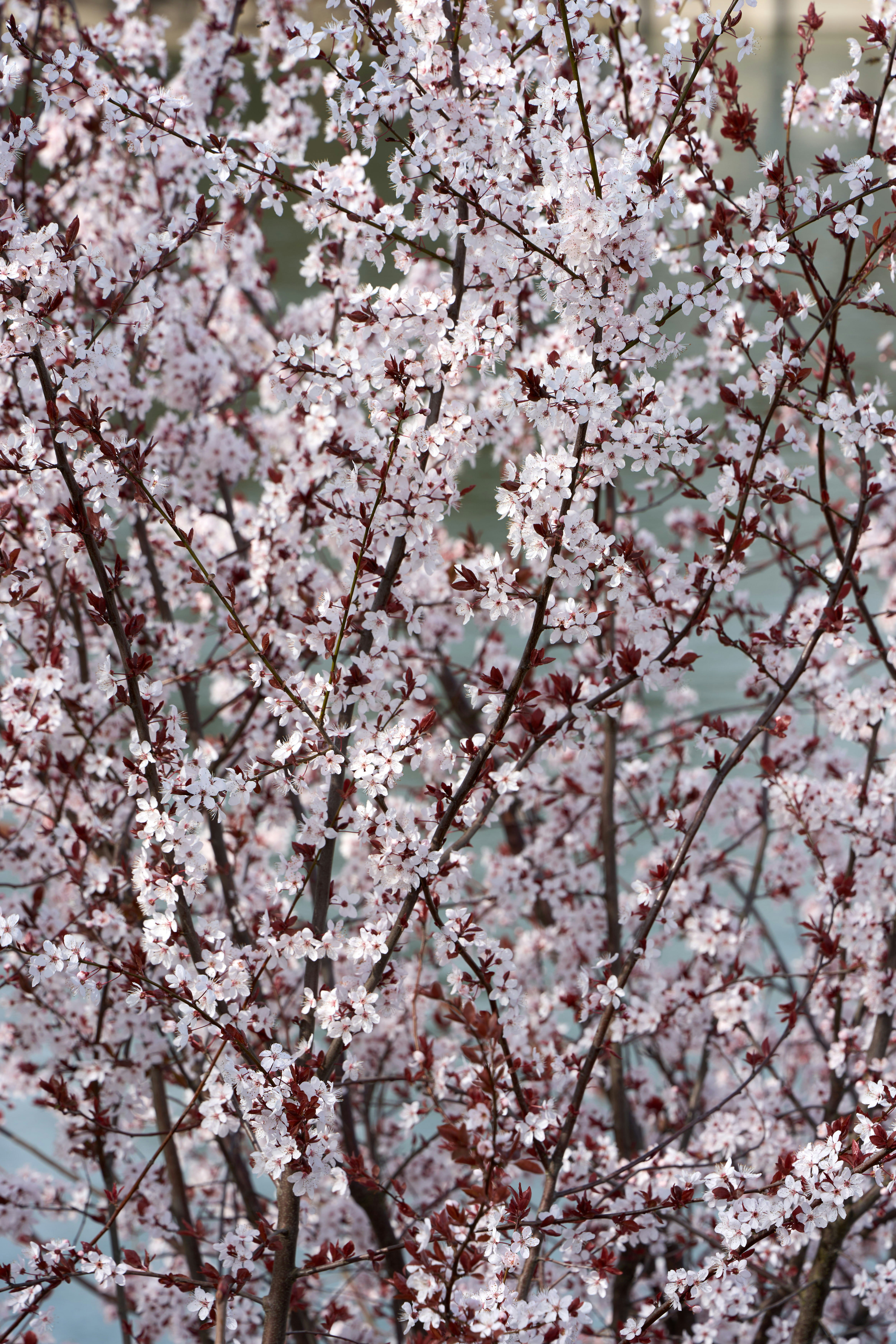 Photo by wolfgang_hasselmann