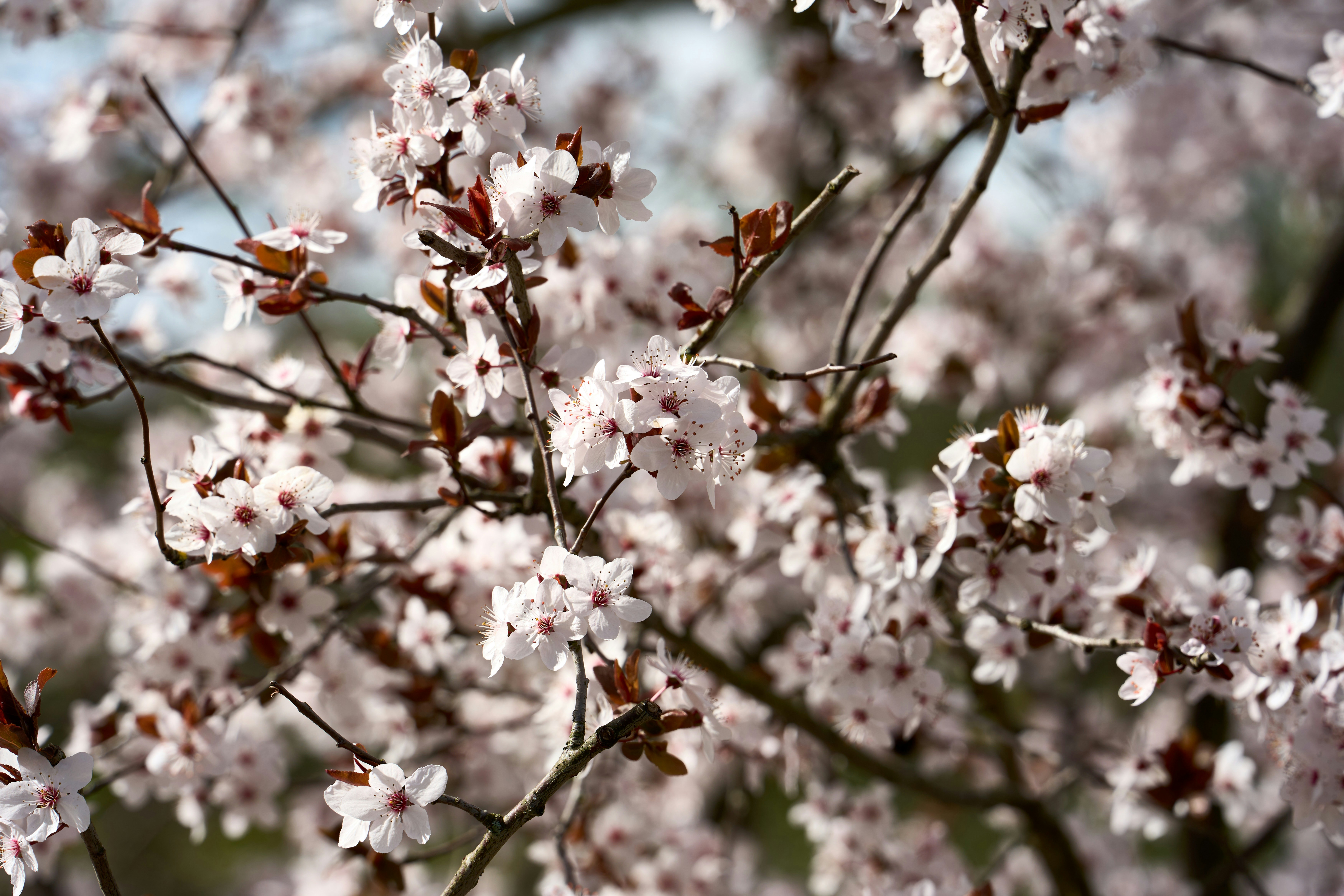 Photo by wolfgang_hasselmann