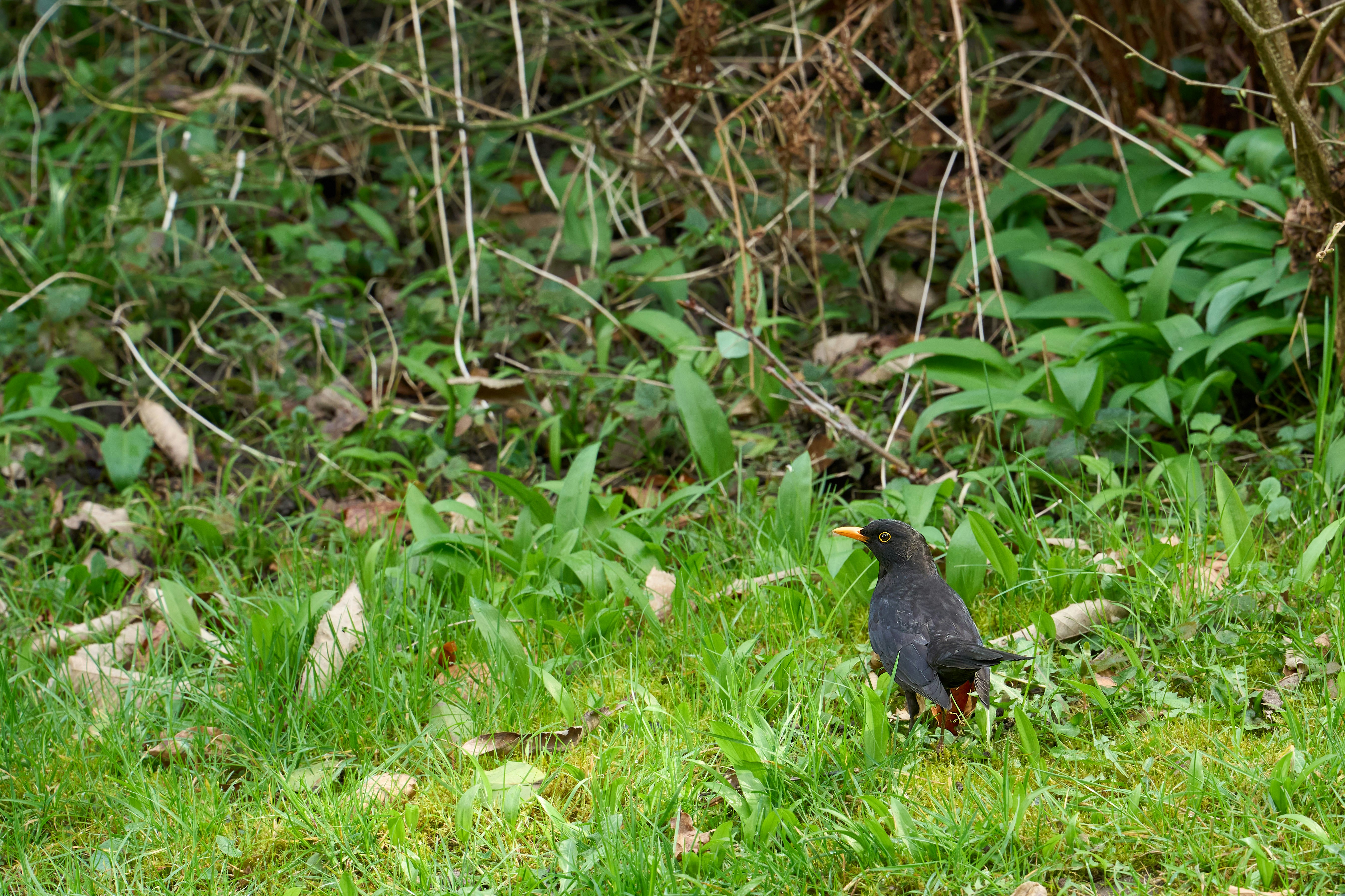 Photo by wolfgang_hasselmann