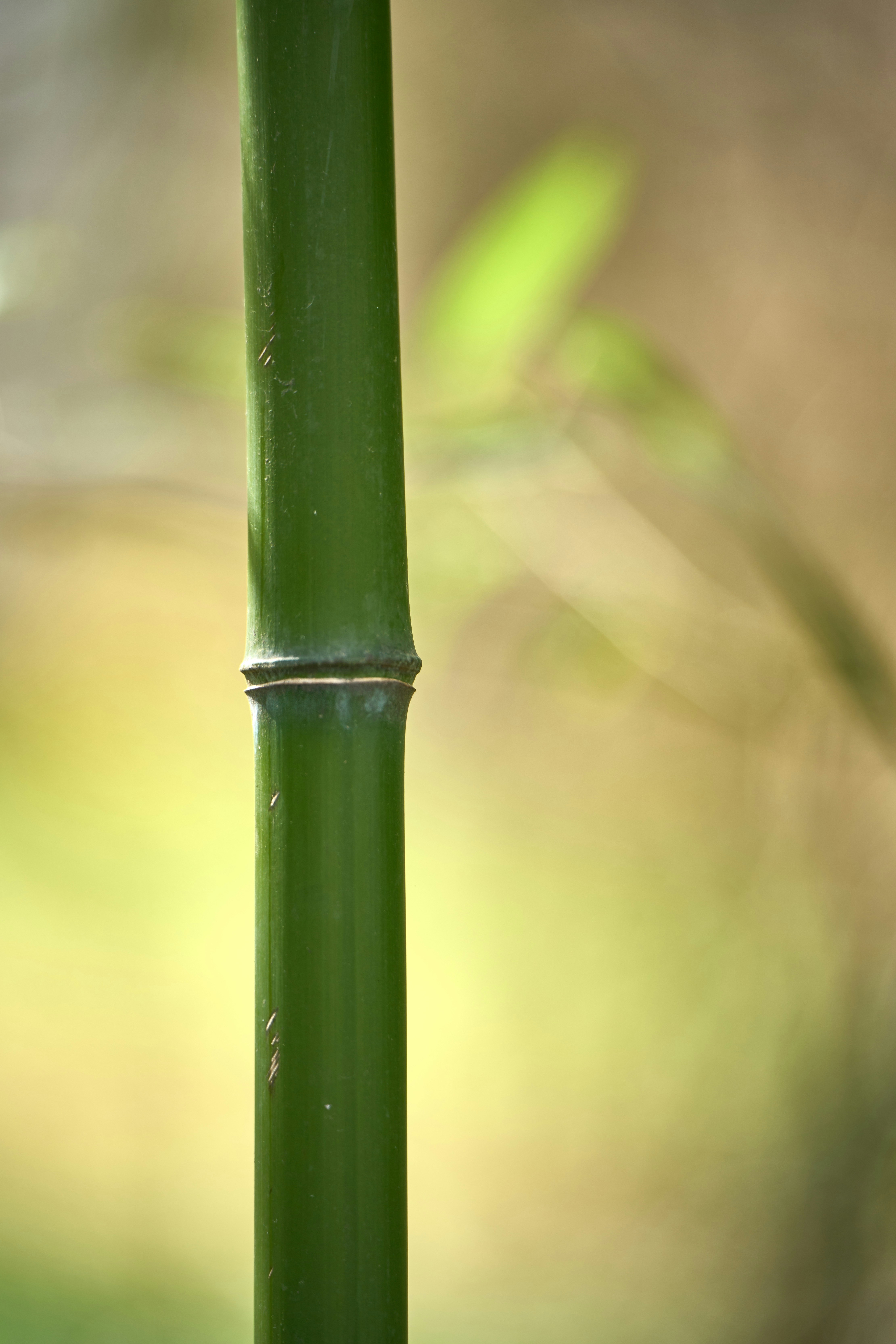 A close-up of a vibrant green bamboo stalk.