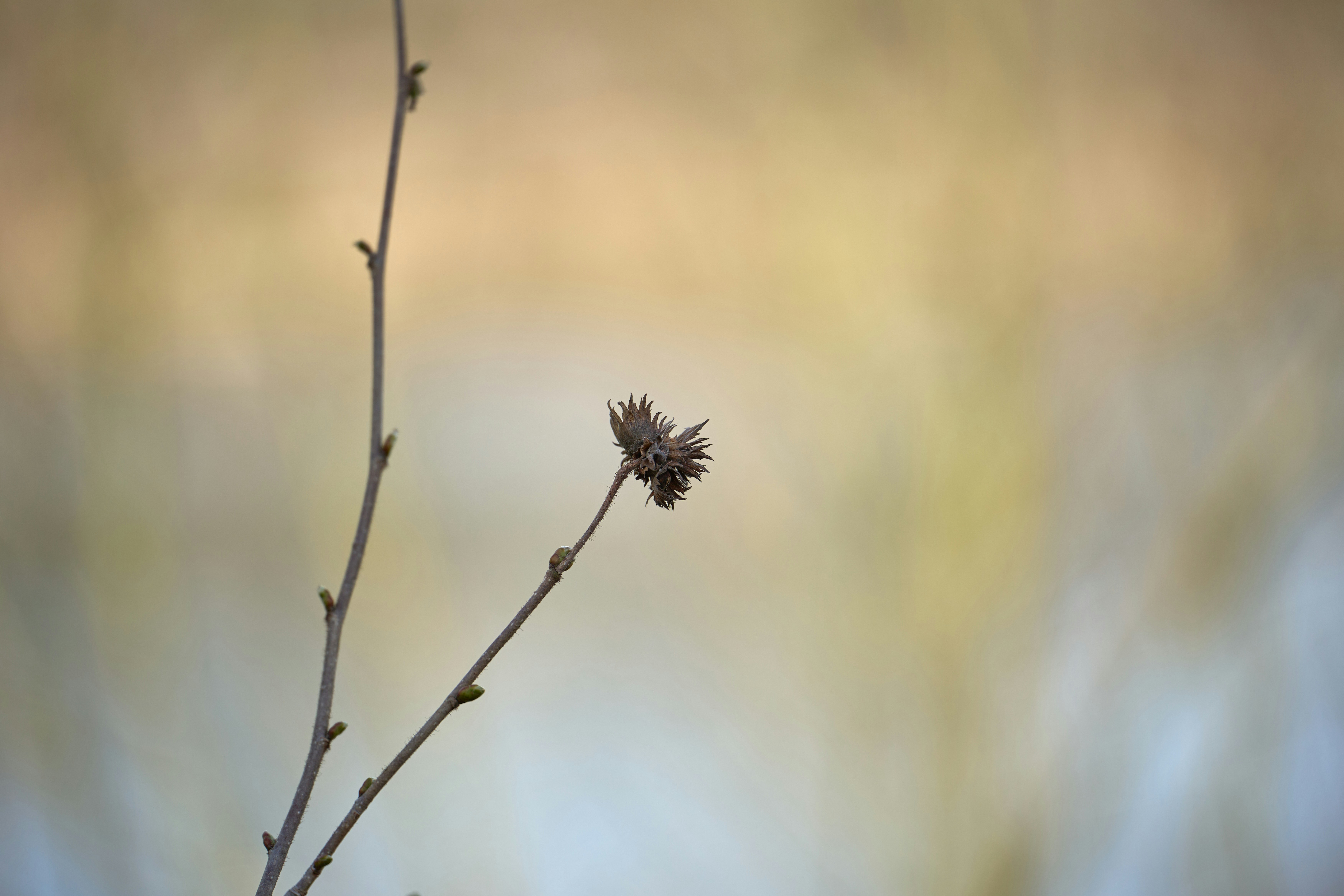 Photo by wolfgang_hasselmann