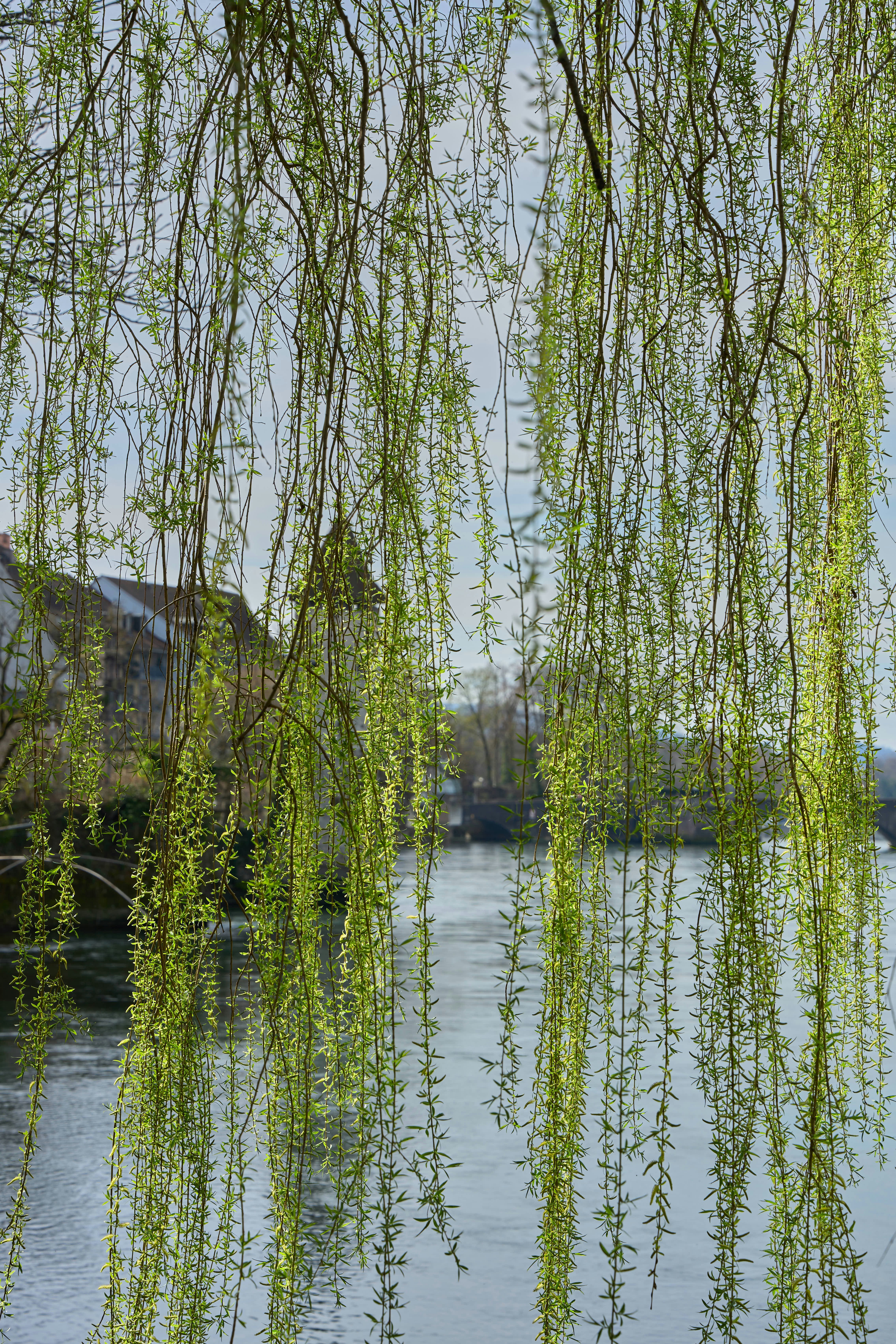 Weeping willow branches hang over a tranquil river.
