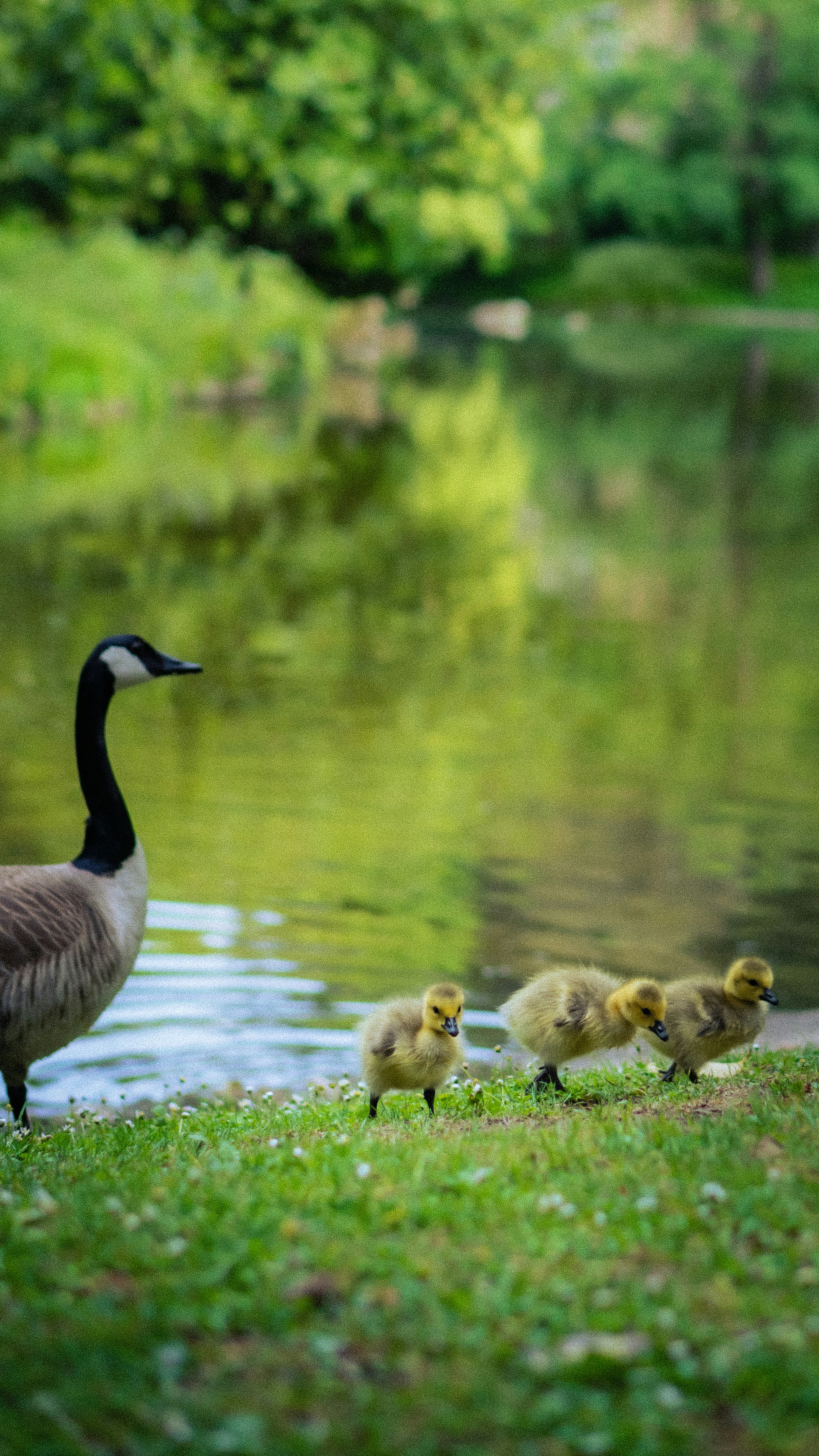 Photo by lucadamantium