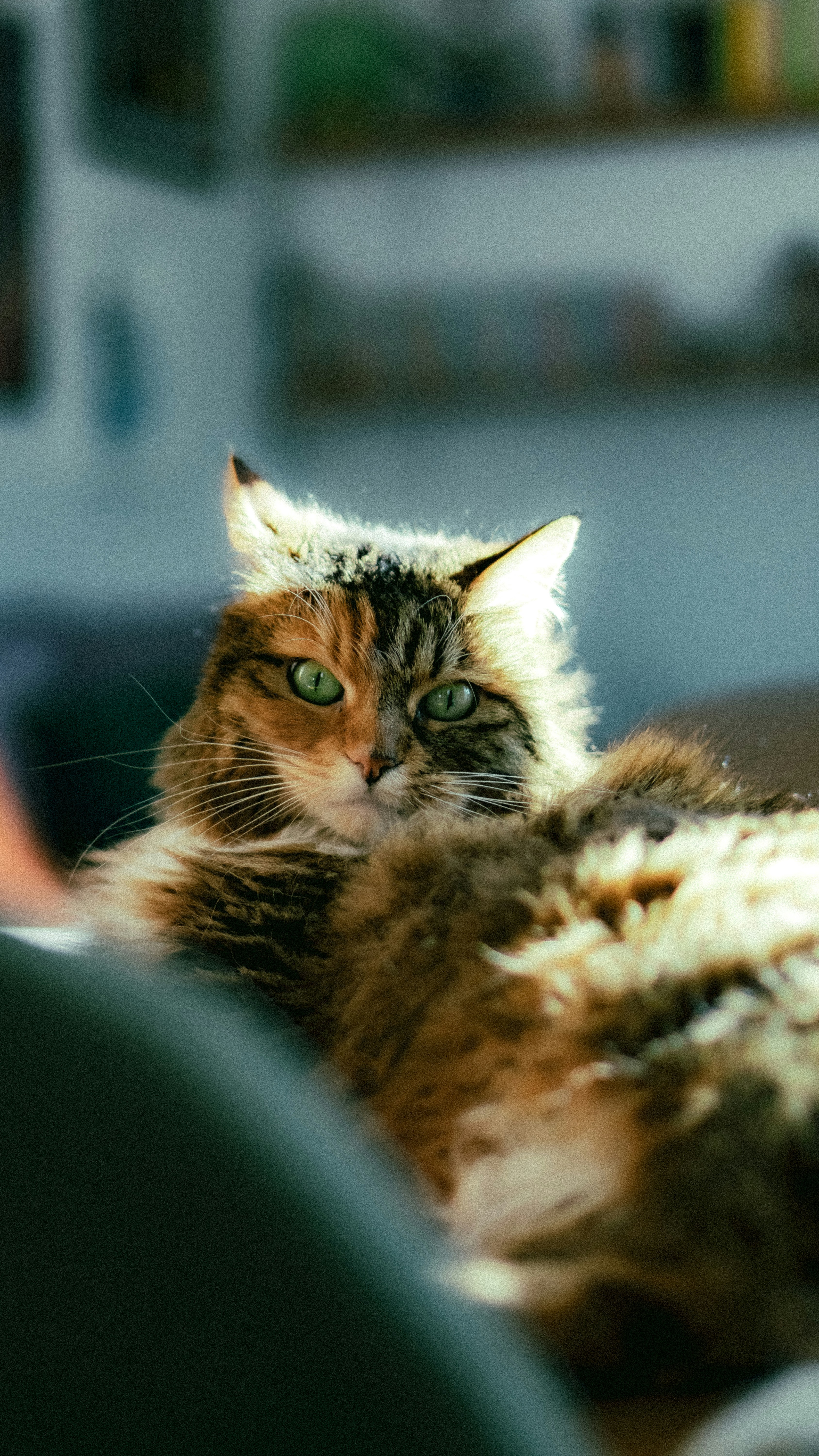 Photo by lucadamantium